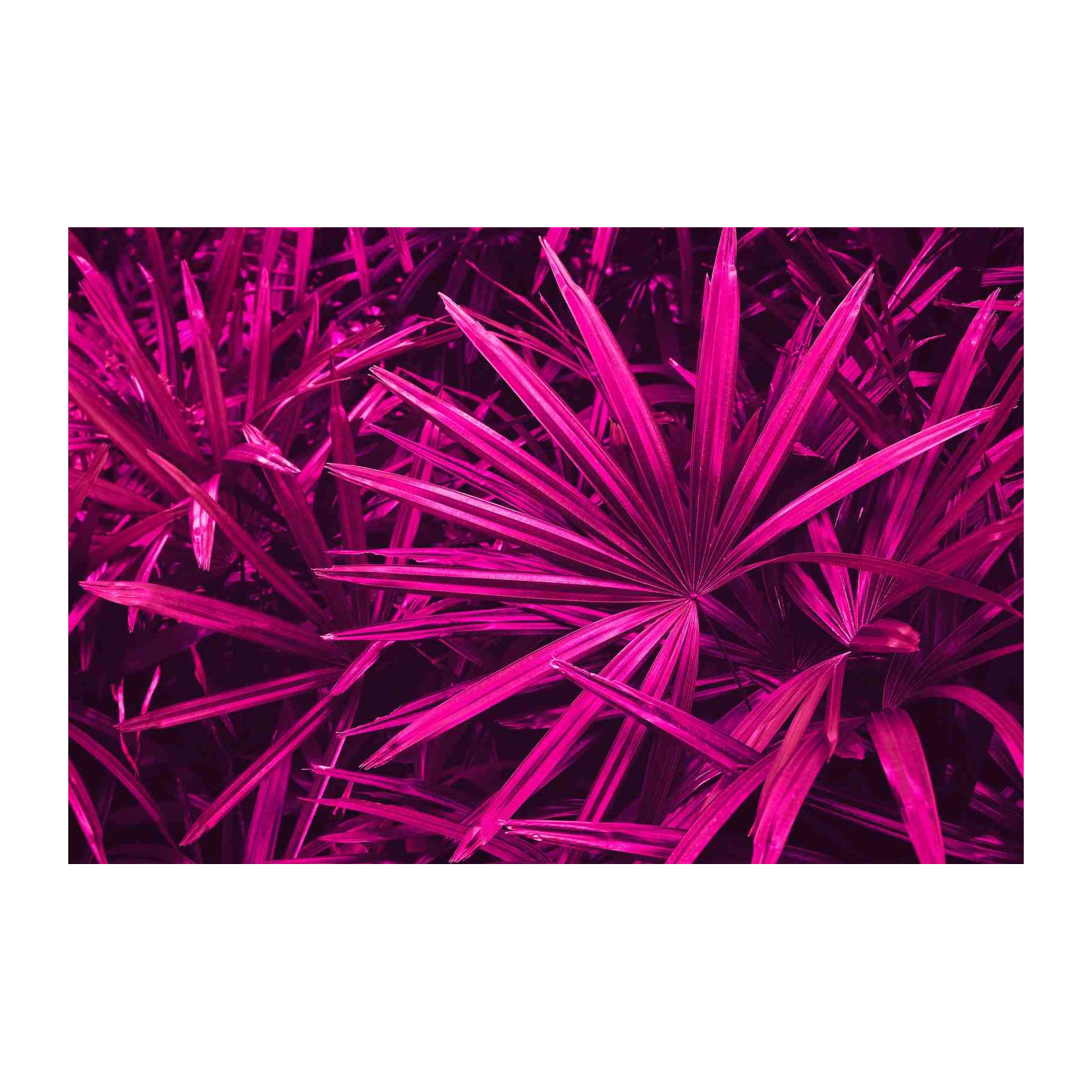 Vibrant Pink Palm Leaves Wall Art