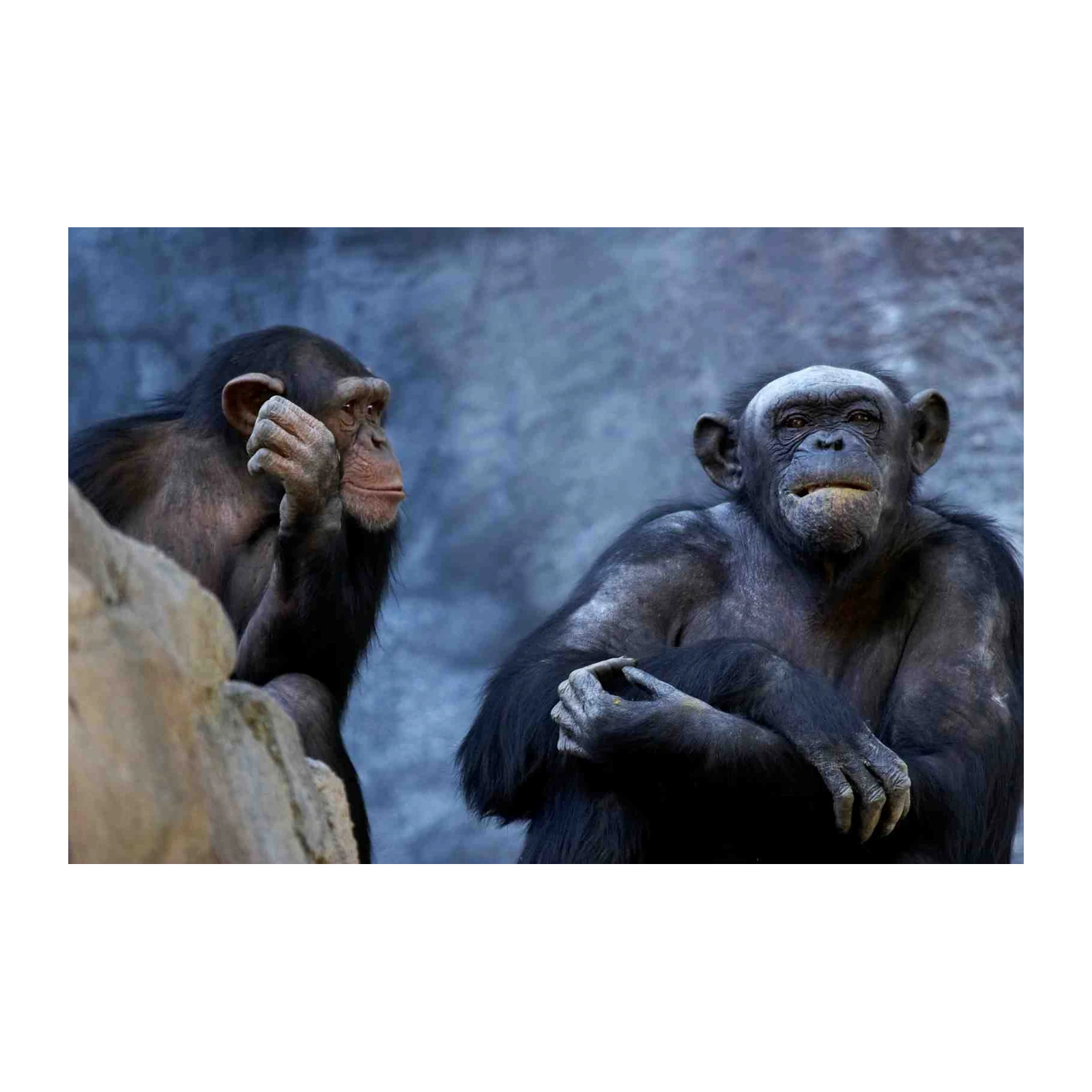 Thoughtful Chimpanzee Pair Wall Art