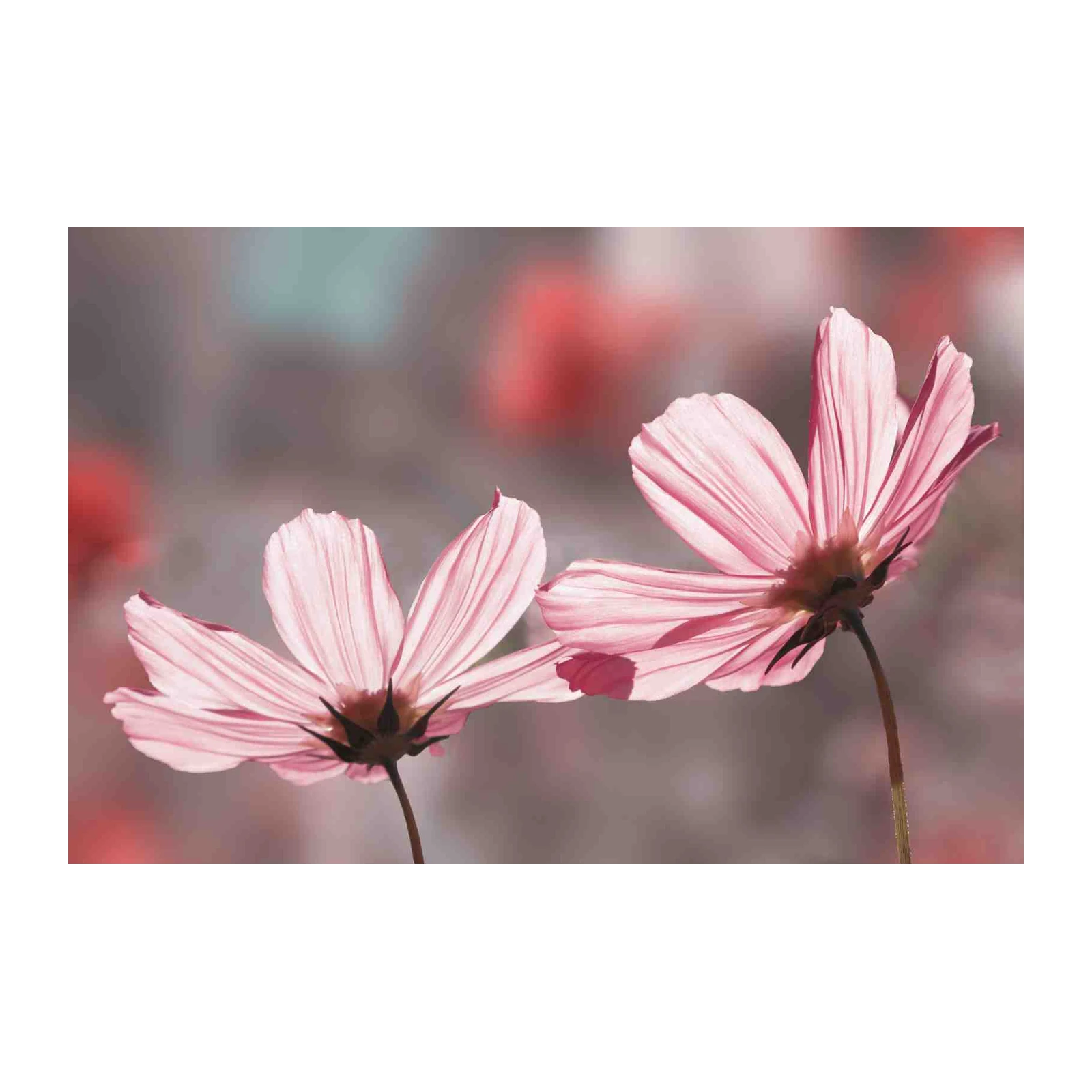 Delicate Pink Cosmos Floral Wall Art Wall Art