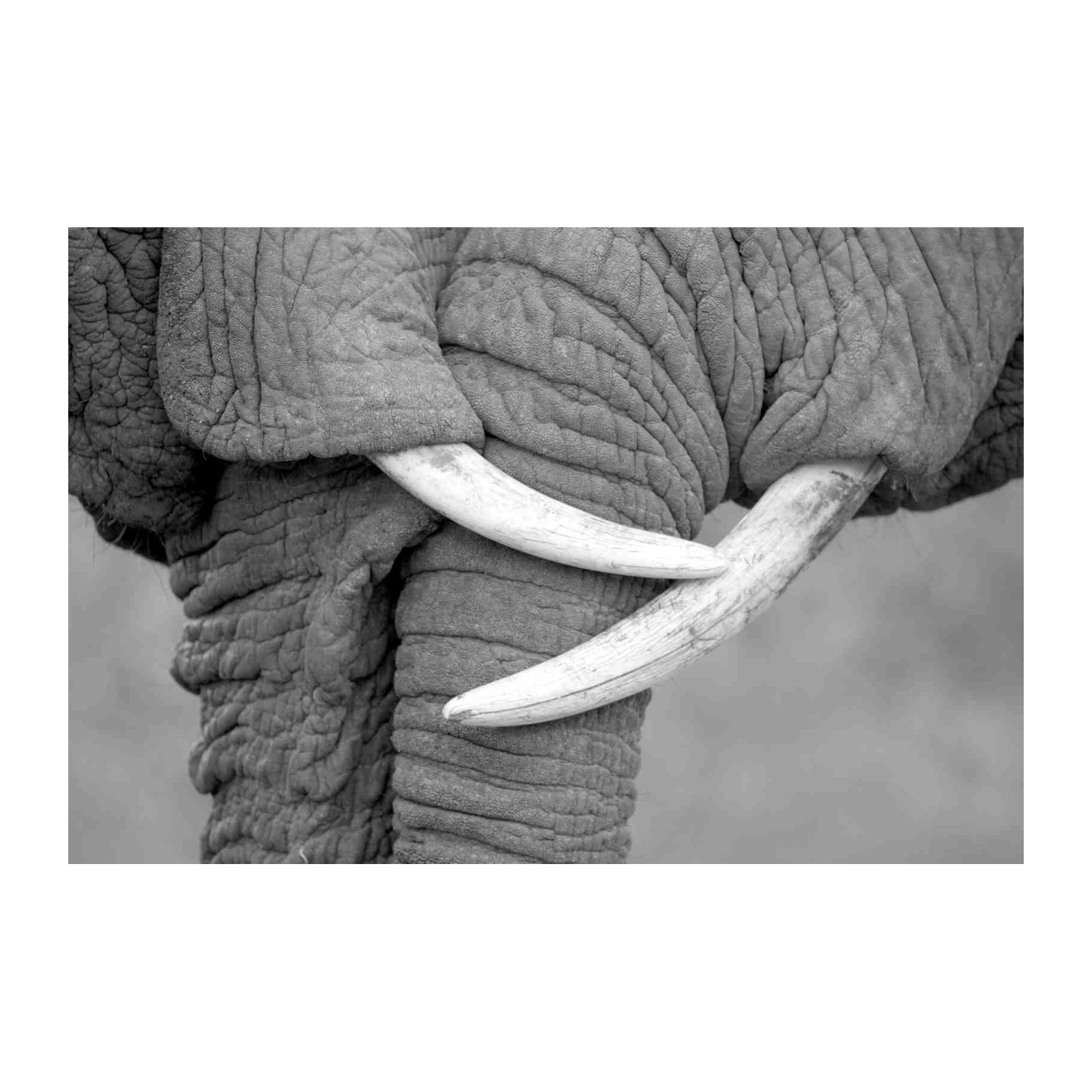 Majestic Elephant Tusk Close-Up Wall Art