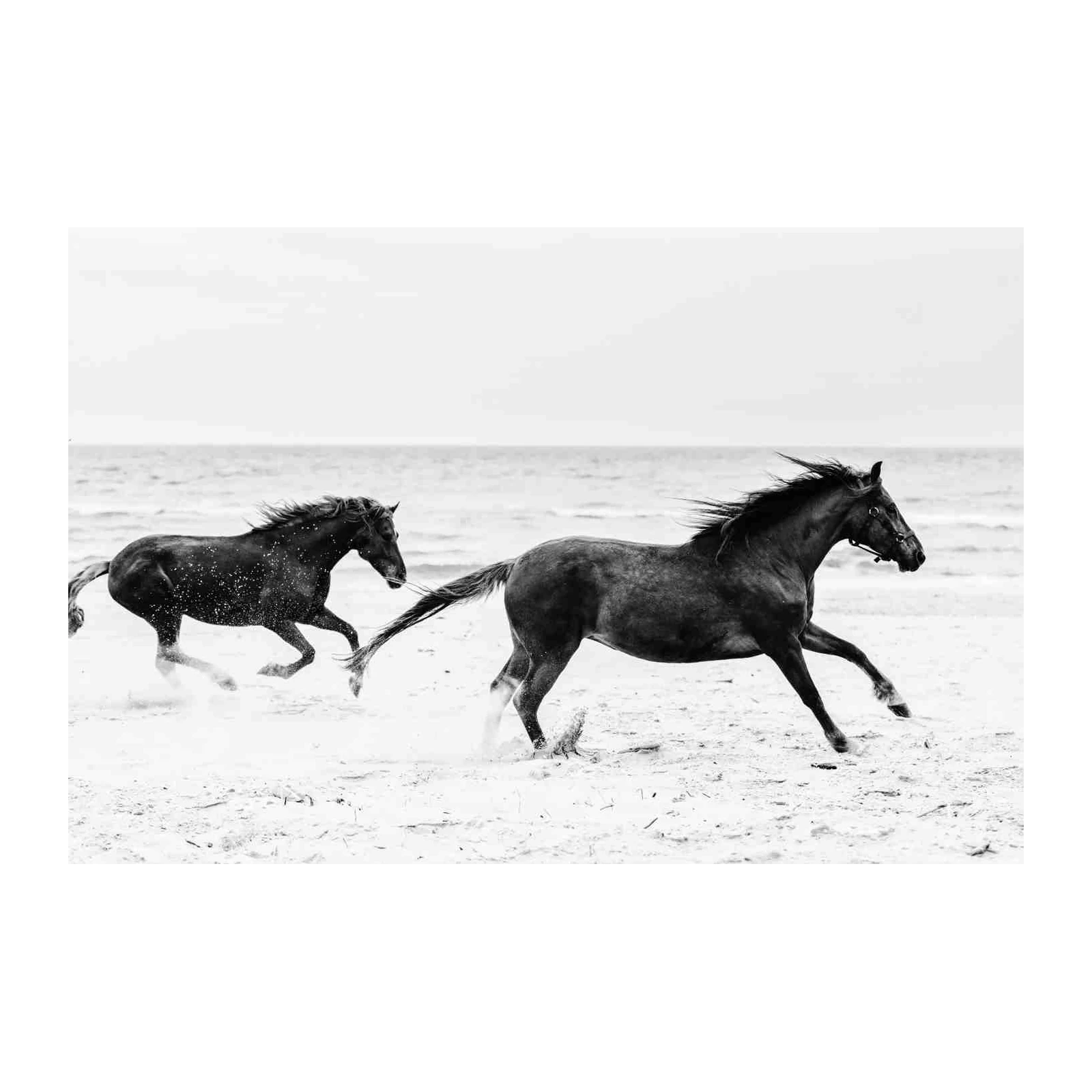 Wild Horses Galloping Beach B&W Wall Art
