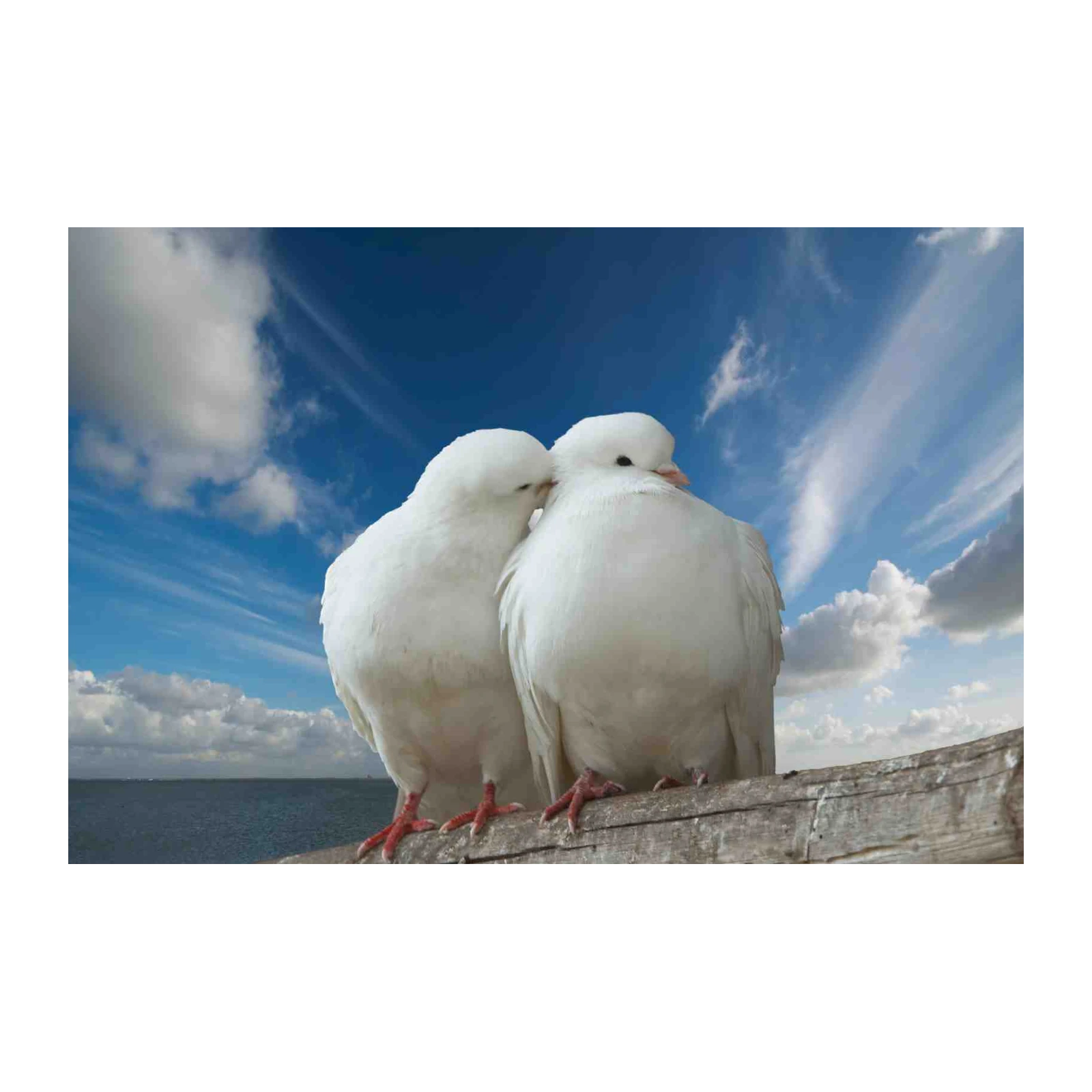 Tender White Doves Love Birds Wall Art