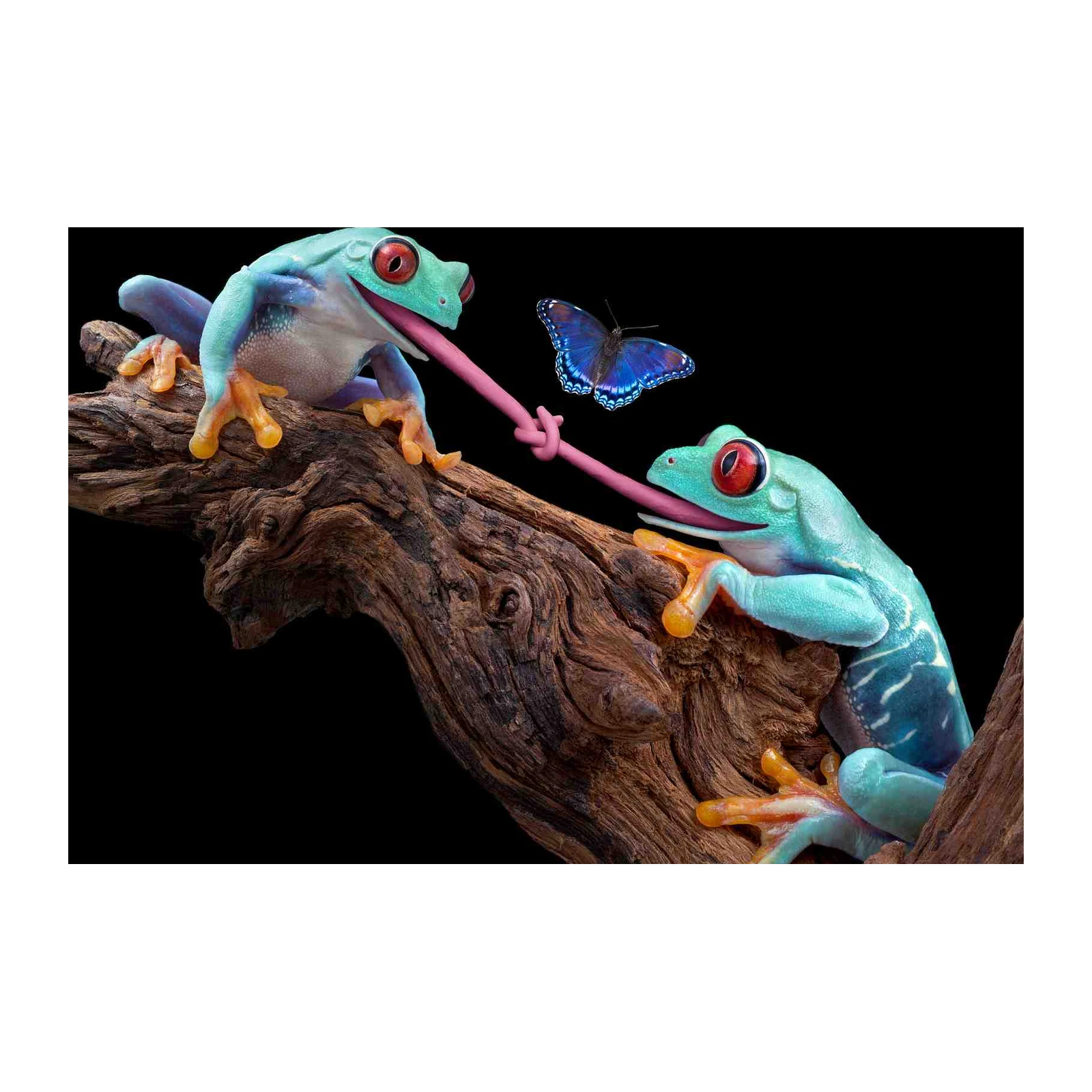 Playful Frogs & Butterfly Wall Art