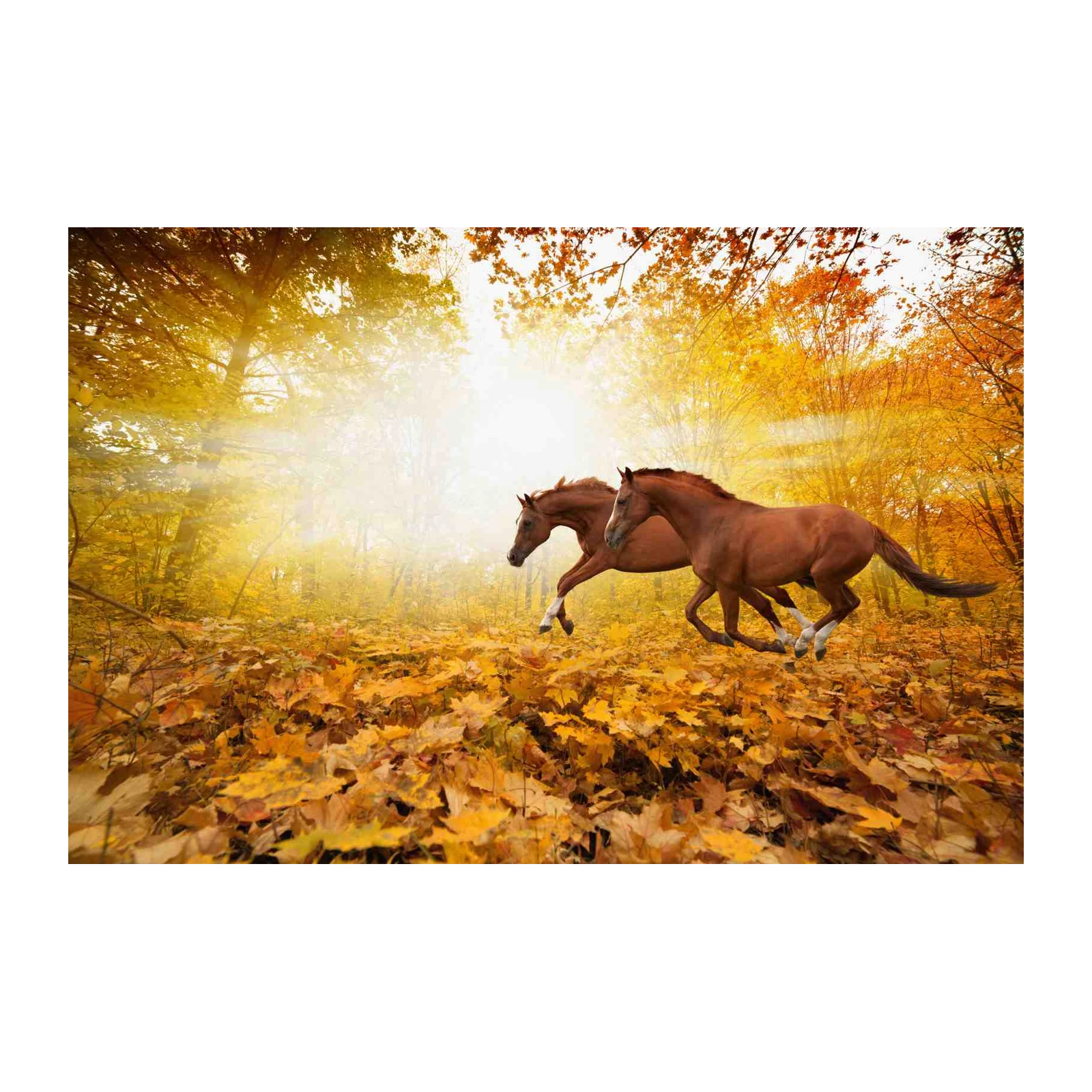 Majestic Galloping Horses Autumn Forest Wall Art