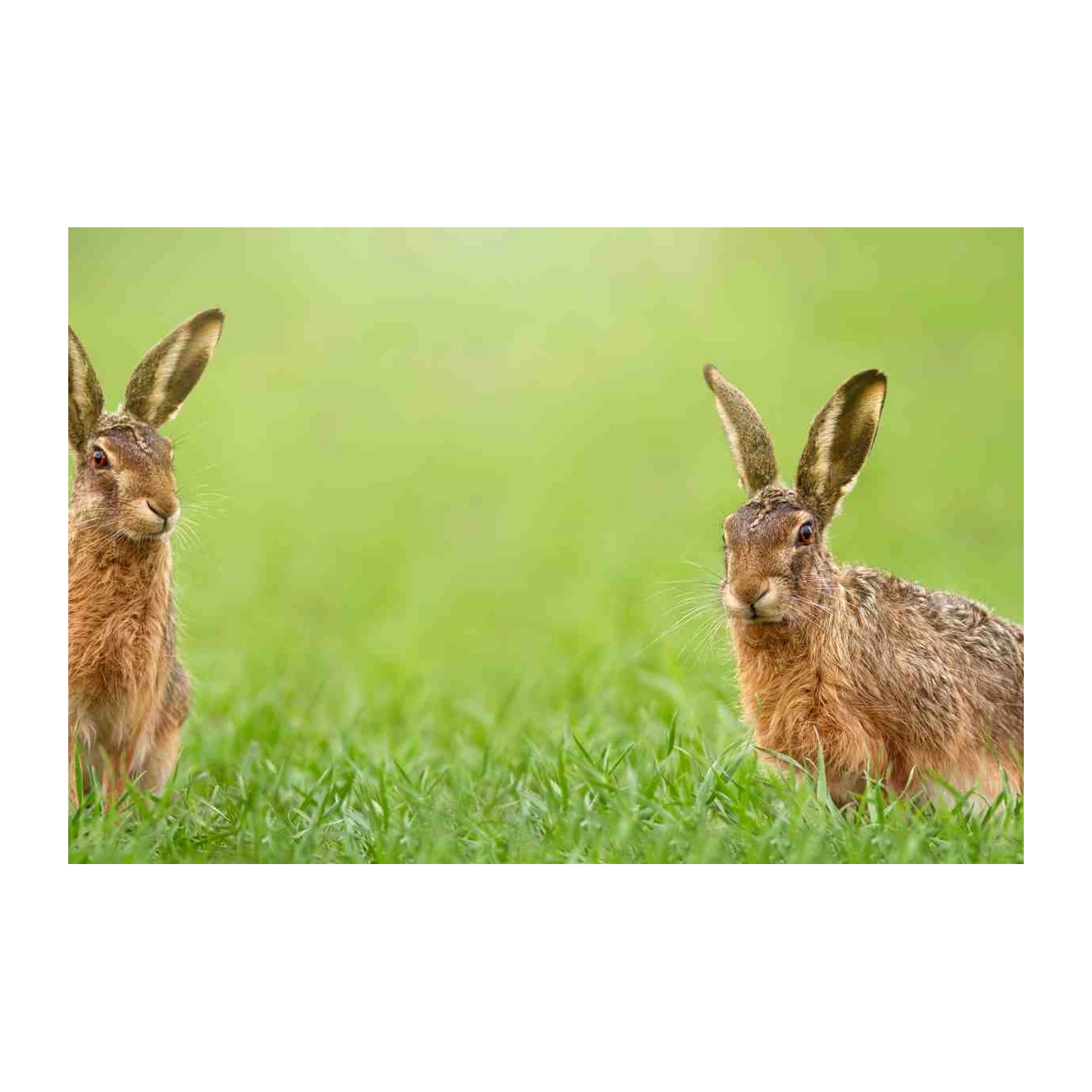 Two Hares in Green Field Wall Art