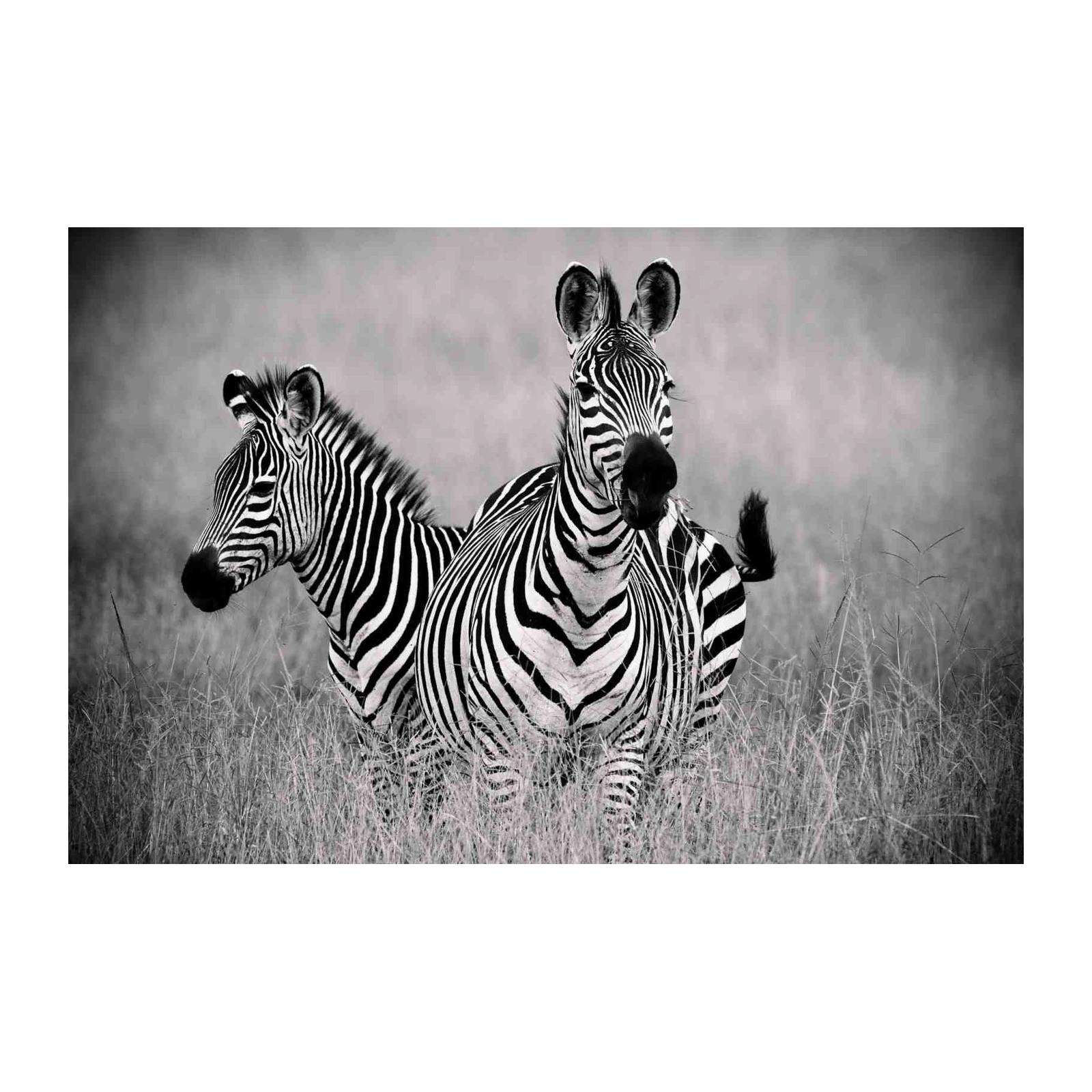Monochrome Zebras in Tall Grass Wall Art
