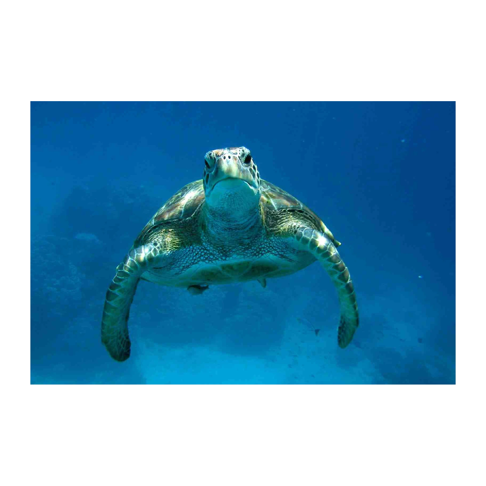 Majestic Sea Turtle Ocean Encounter Wall Art