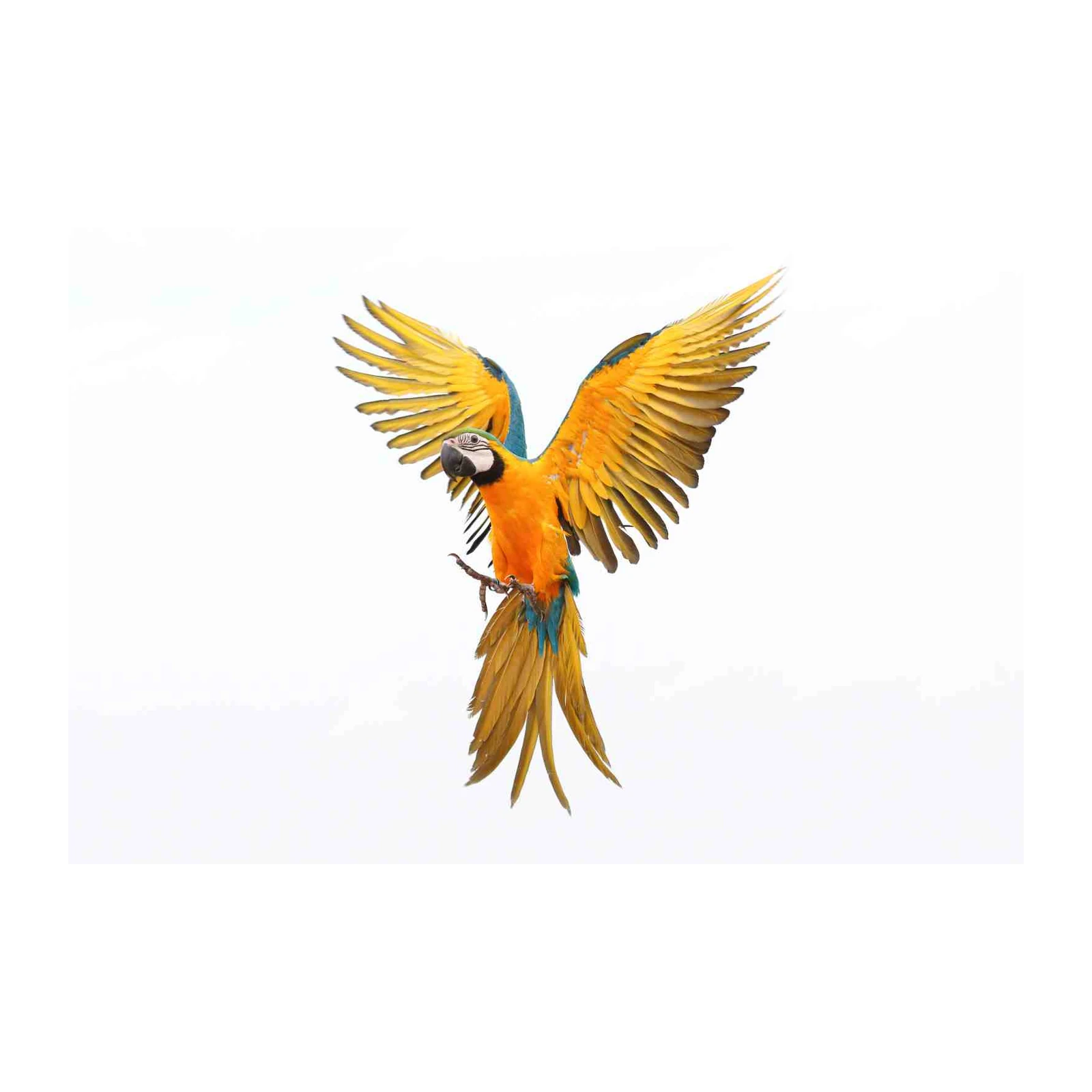 Vibrant Macaw in Flight Wall Art