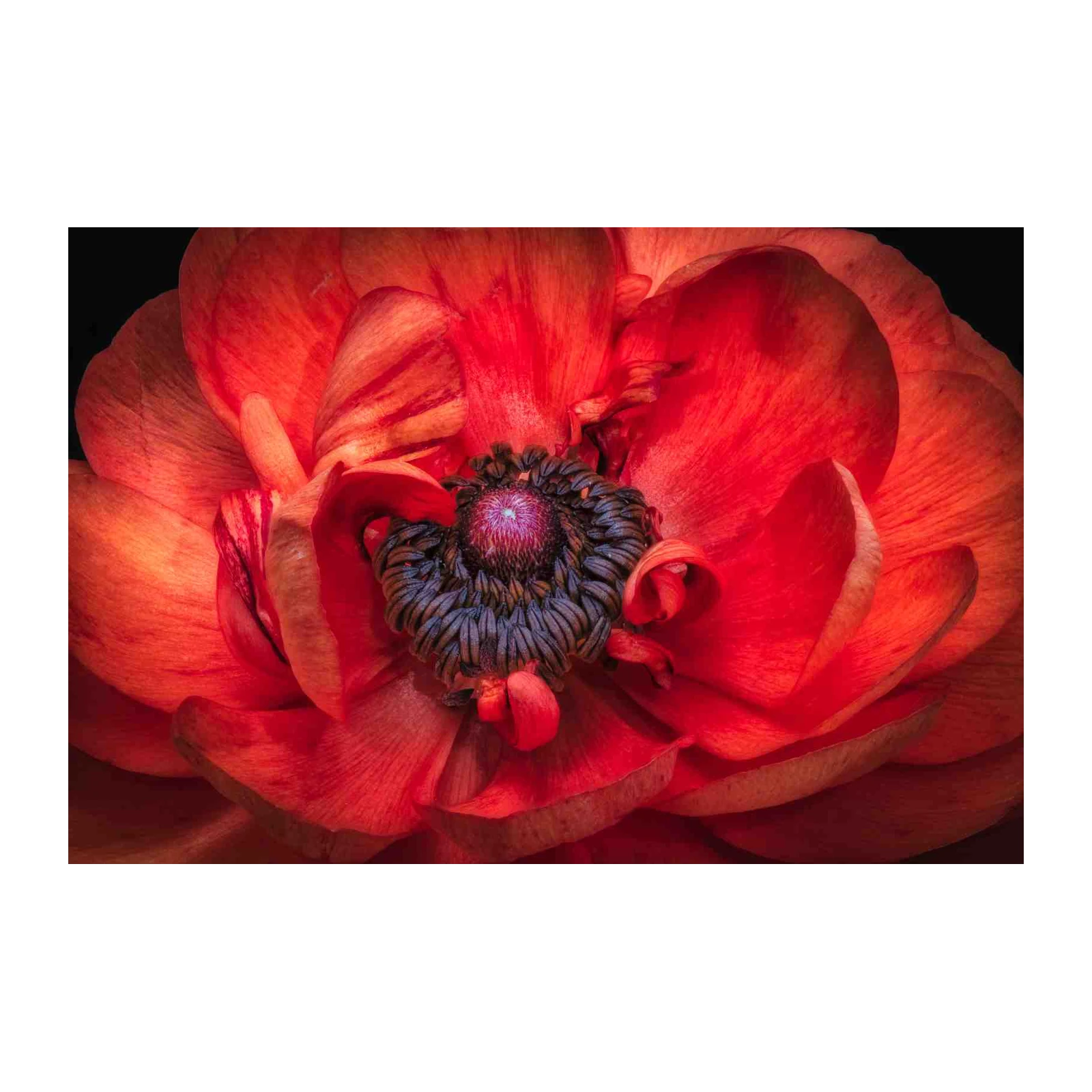 Vibrant Red Ranunculus Macro Wall Art