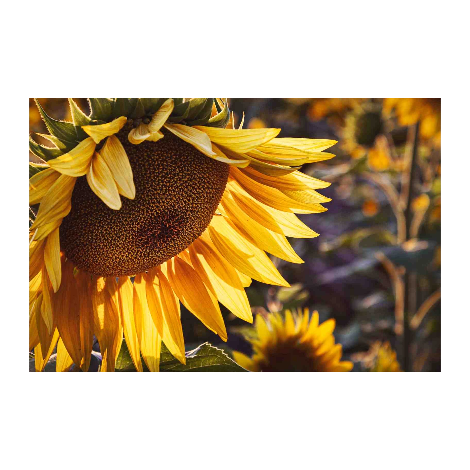 Vibrant Sunflower Close-Up Wall Art