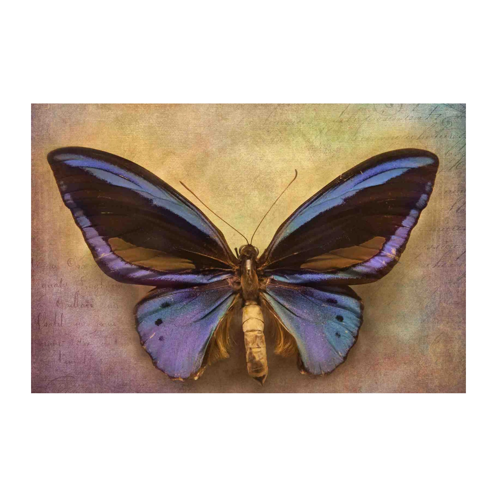 Vintage Blue Butterfly Nature Wall Art