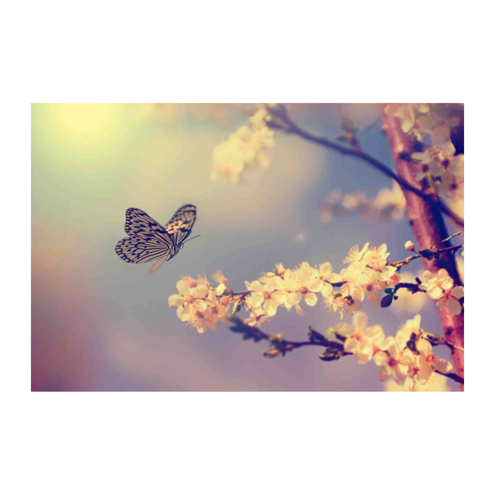 Serene Butterfly Blossom Wall Art