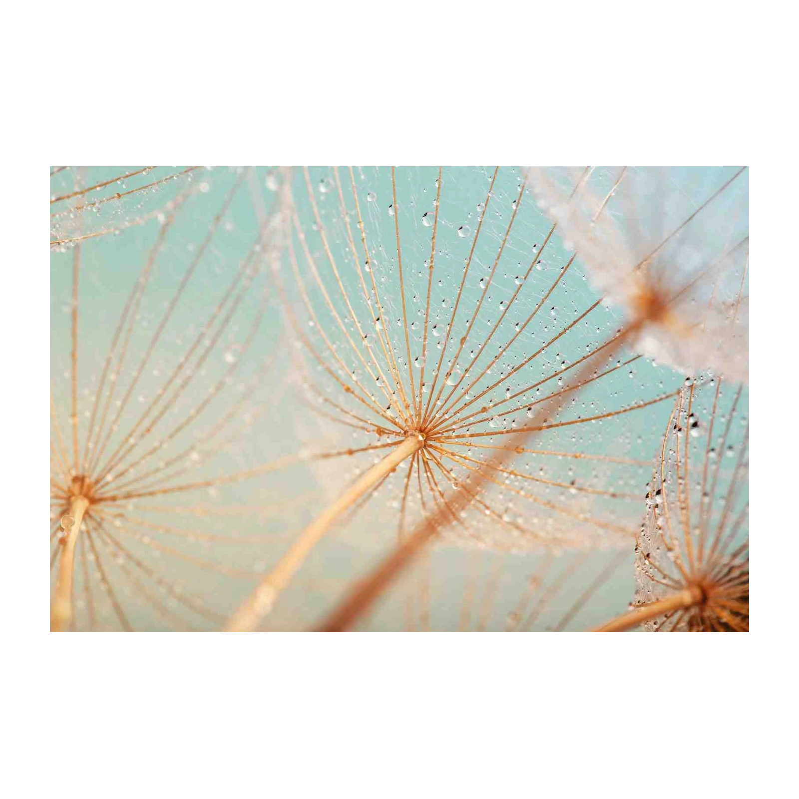 Dewy Dandelion Seeds Macro Wall Art