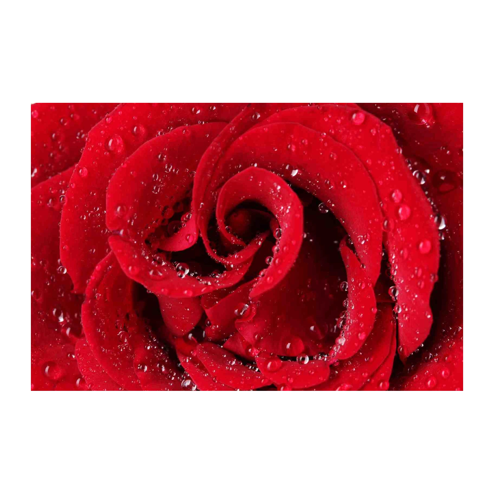 Luxe Red Rose Water Drops Wall Art