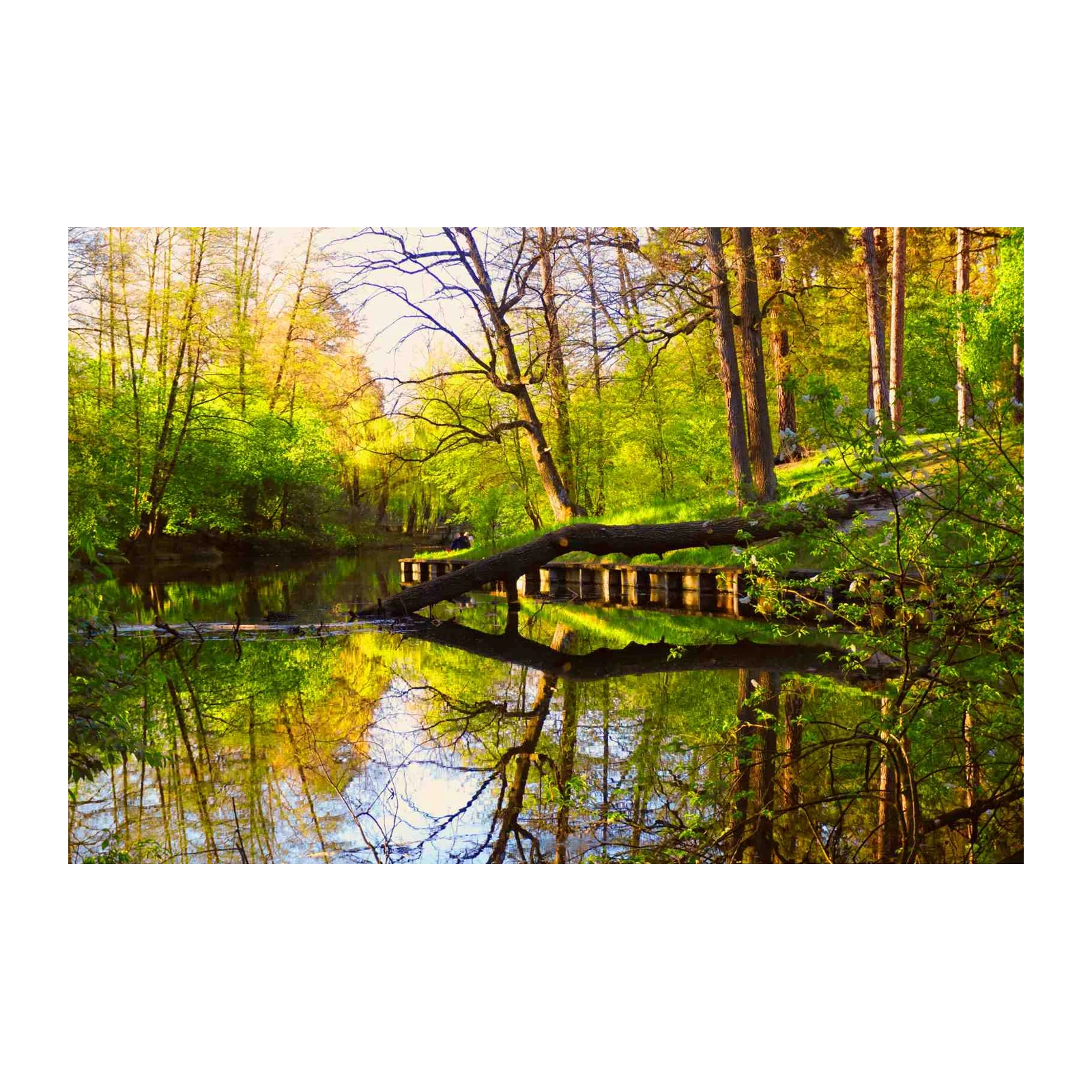 Tranquil Forest River Reflections Wall Art