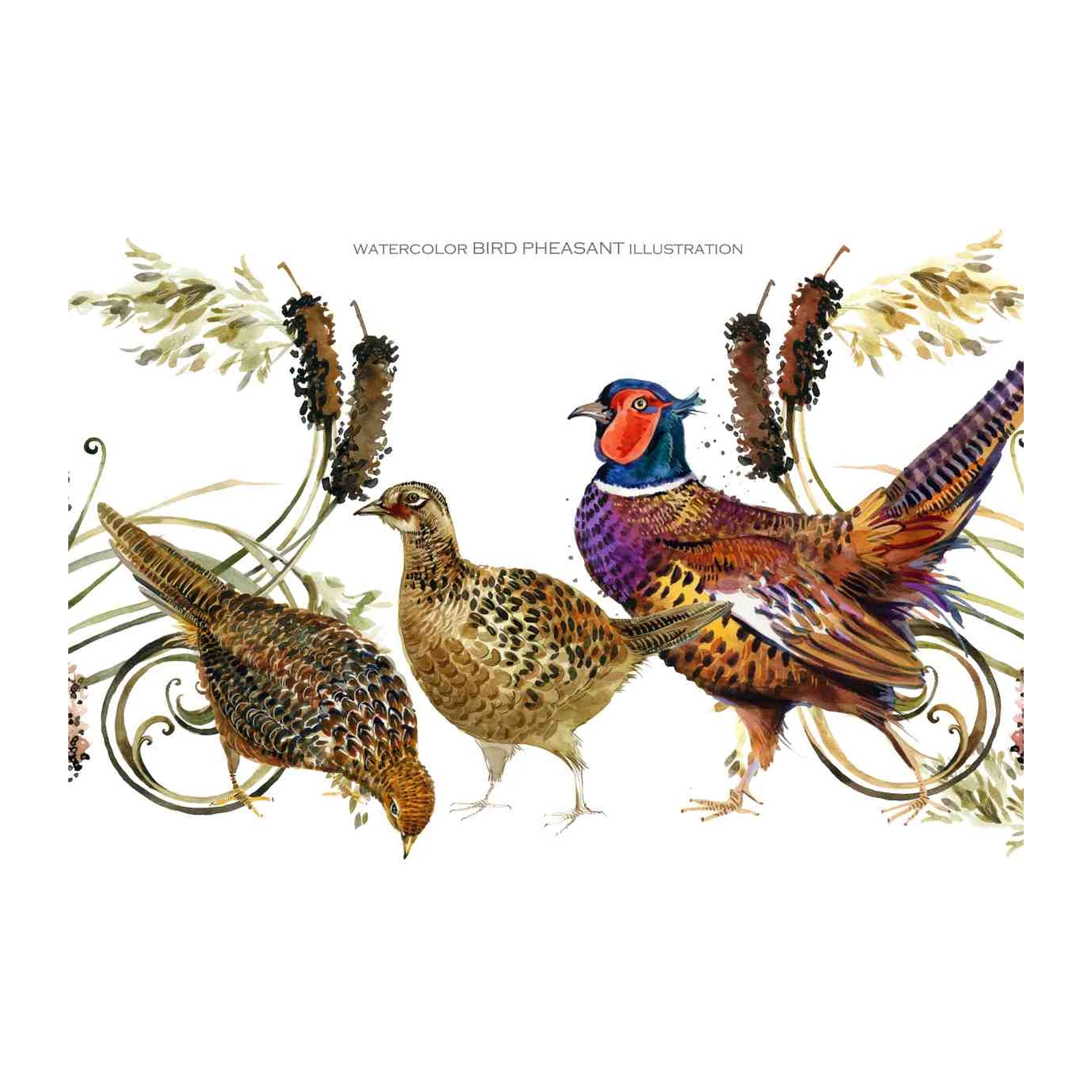 Elegant Pheasant Watercolor Wildlife Wall Art