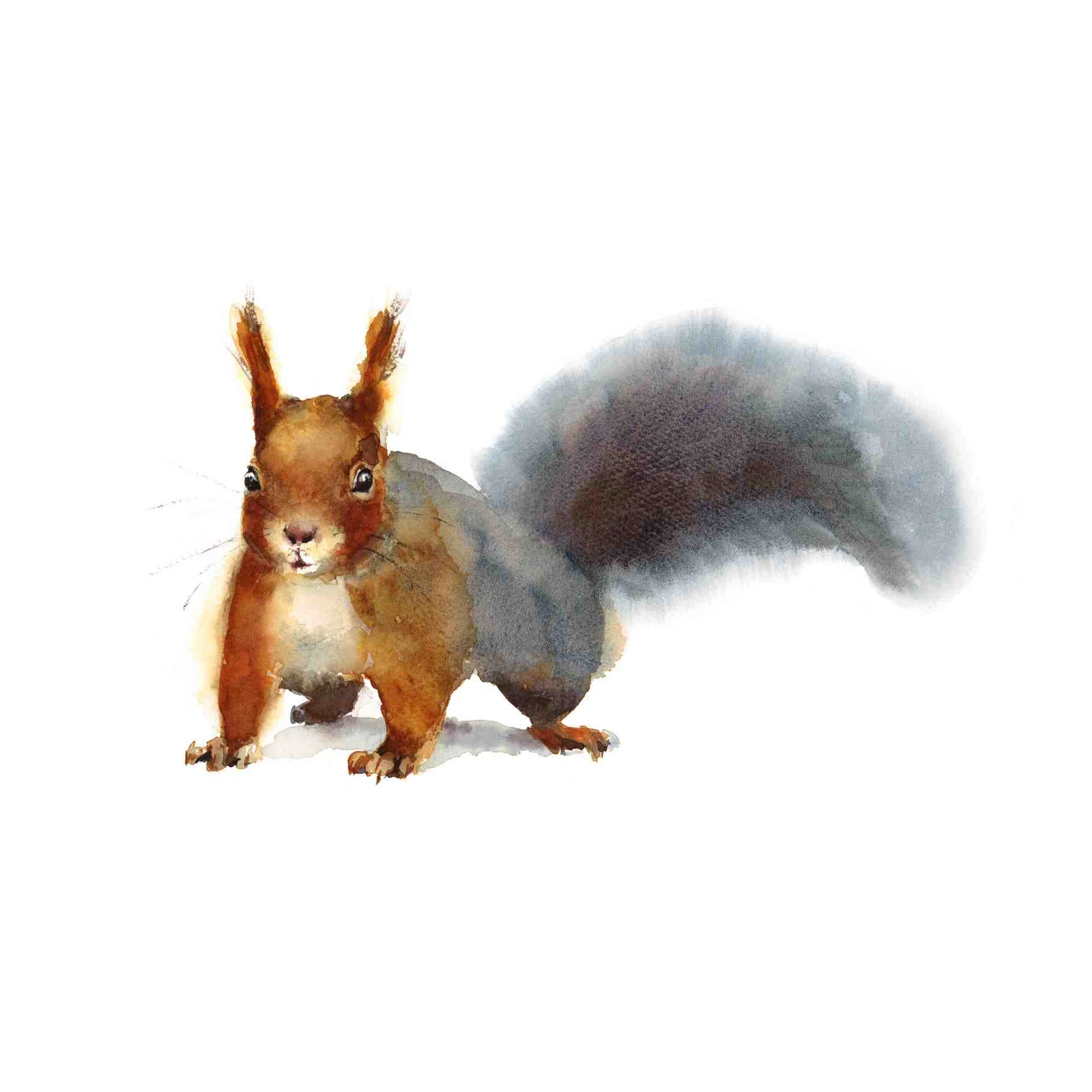 Adorable Red Squirrel Watercolor Wall Art Art