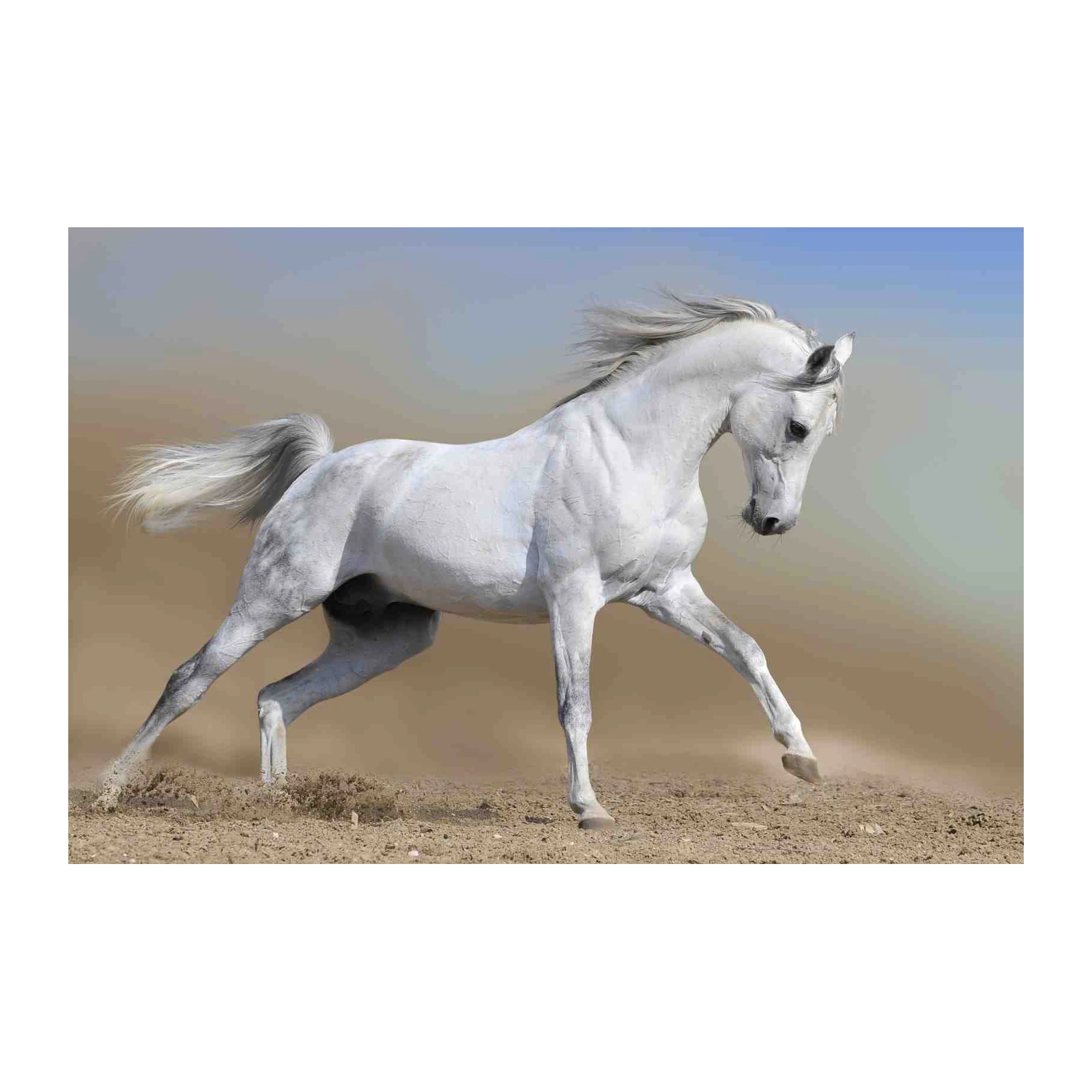 Majestic White Horse Galloping Desert Wall Art