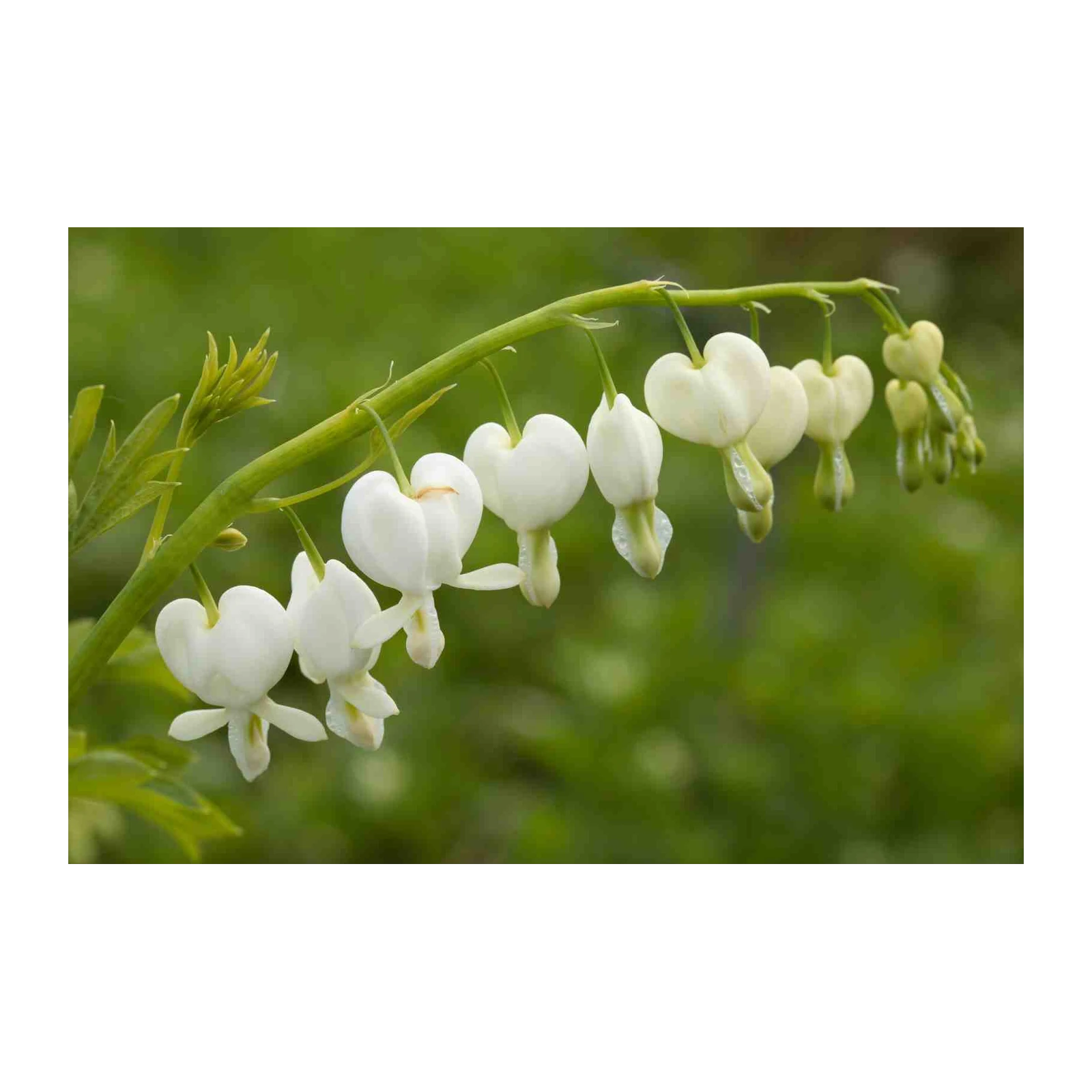 Elegant White Bleeding Hearts Wall Art