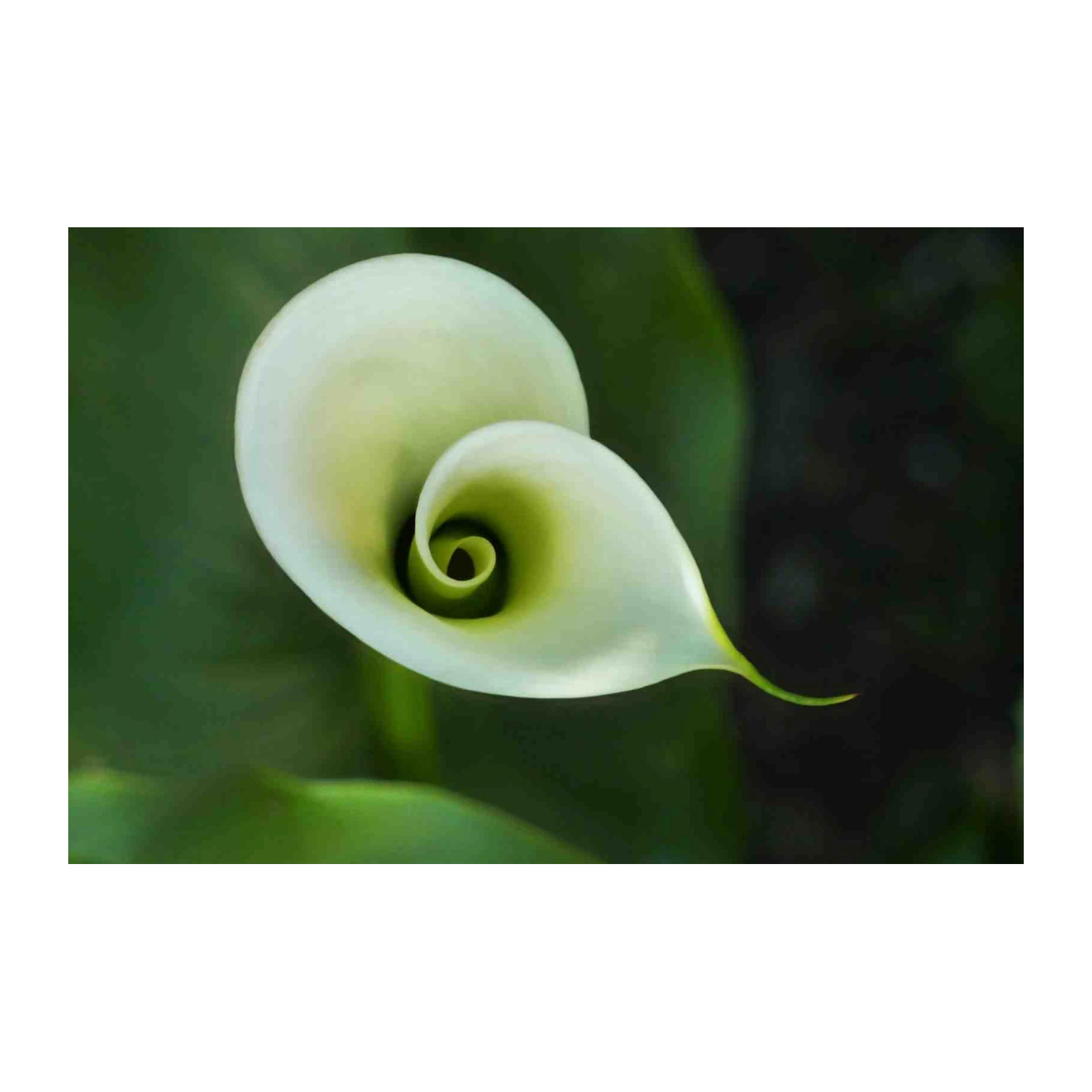 Elegant White Calla Lily Botanical Wall Art