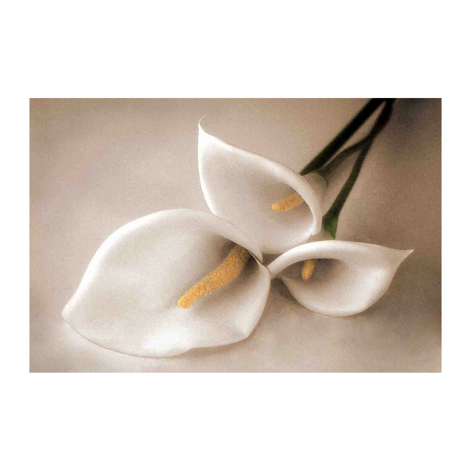 Elegant White Calla Lilies Wall Art