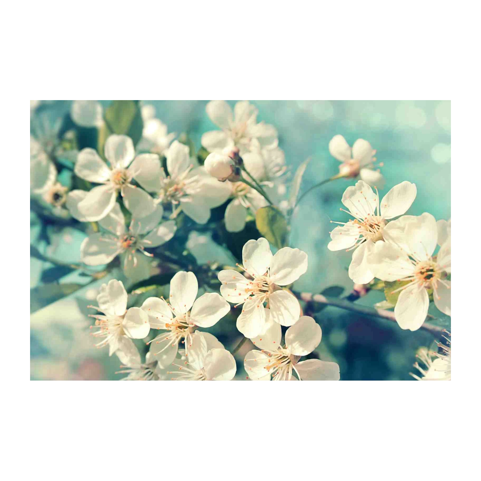 Serene White Blossom Wall Art Wall Art