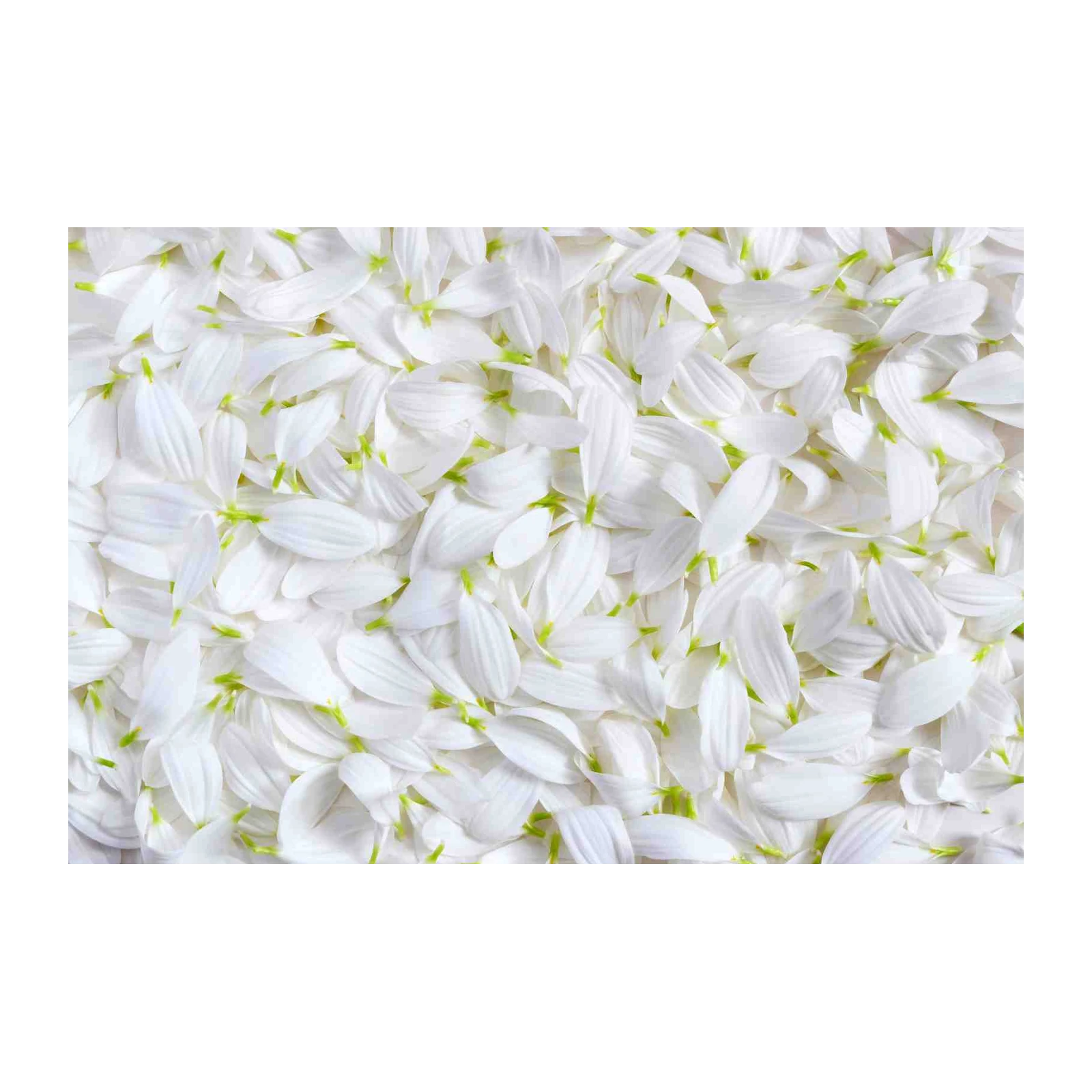 Serene White Petals Floral Wall Art Wall Art