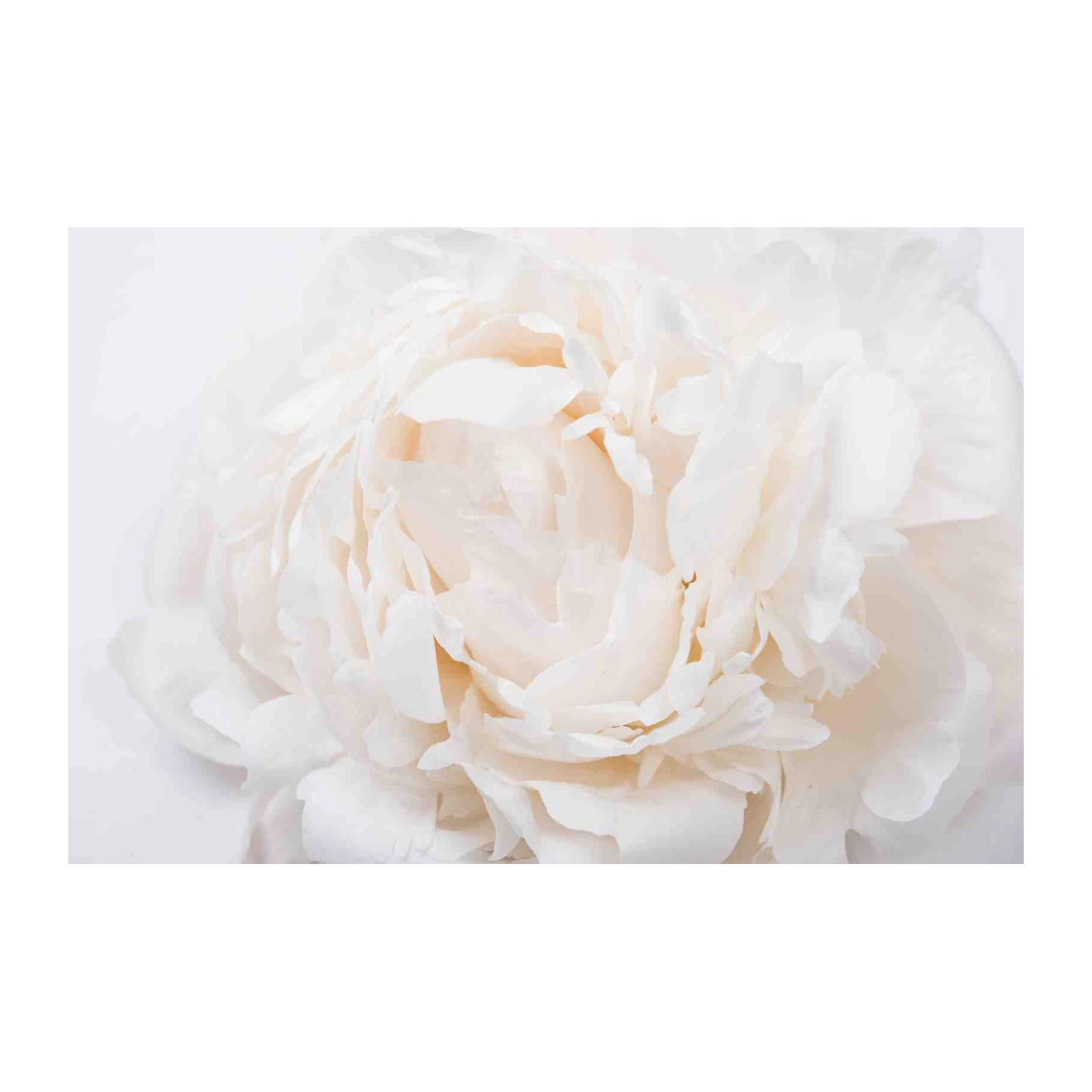 Soft White Peony Bloom Wall Art Art