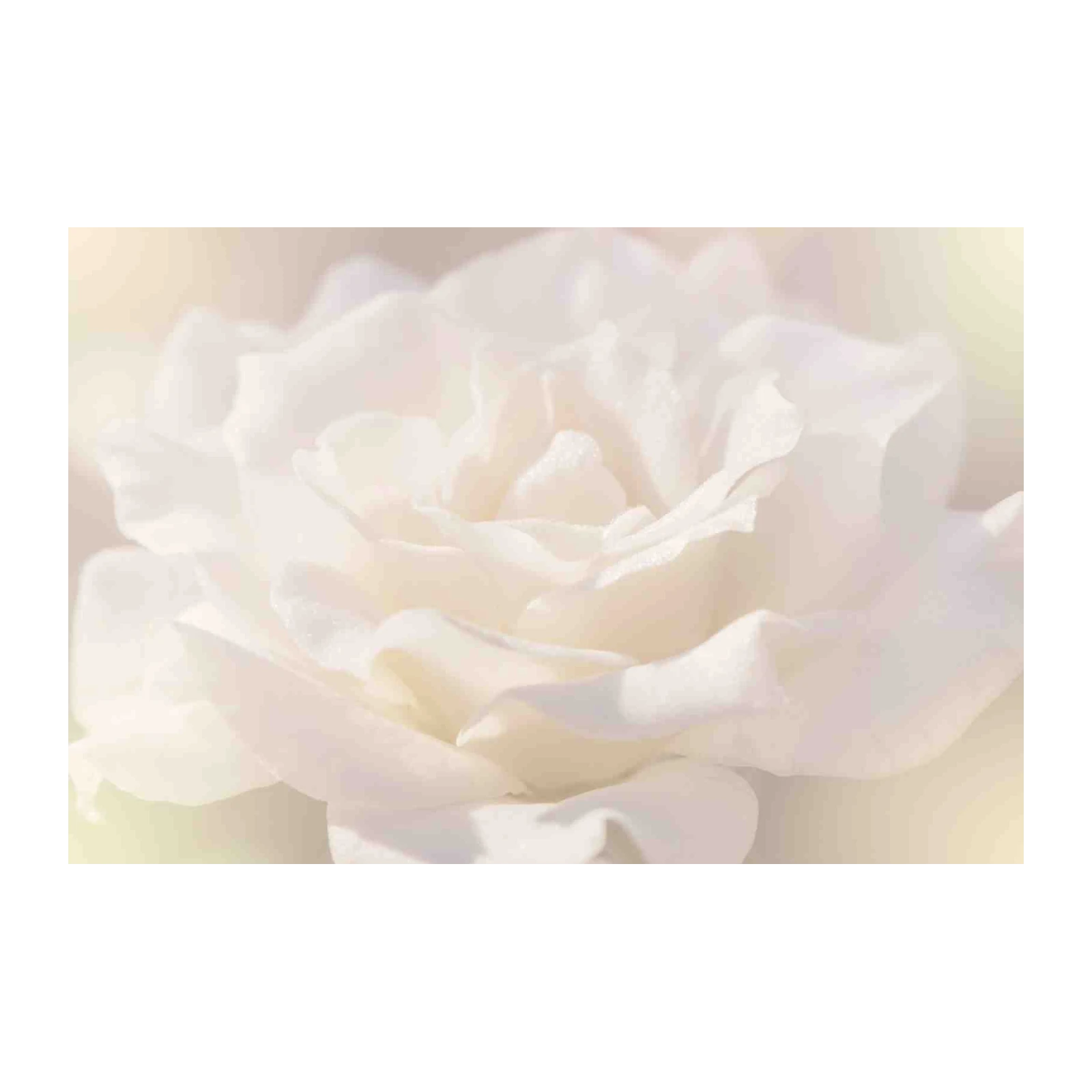 Soft White Floral Serenity Wall Art