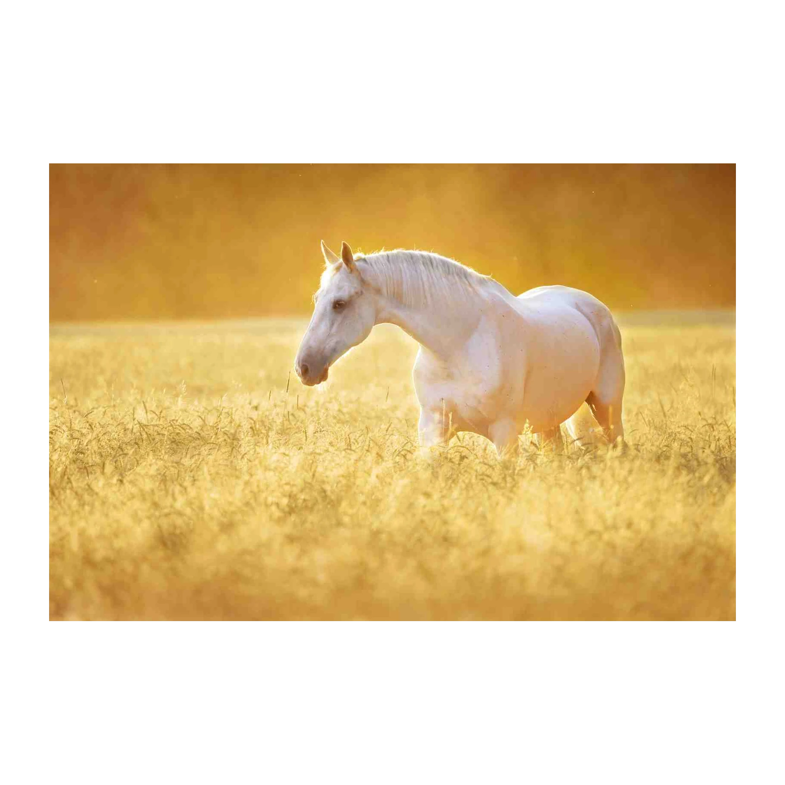 Majestic White Horse Golden Field Wall Art