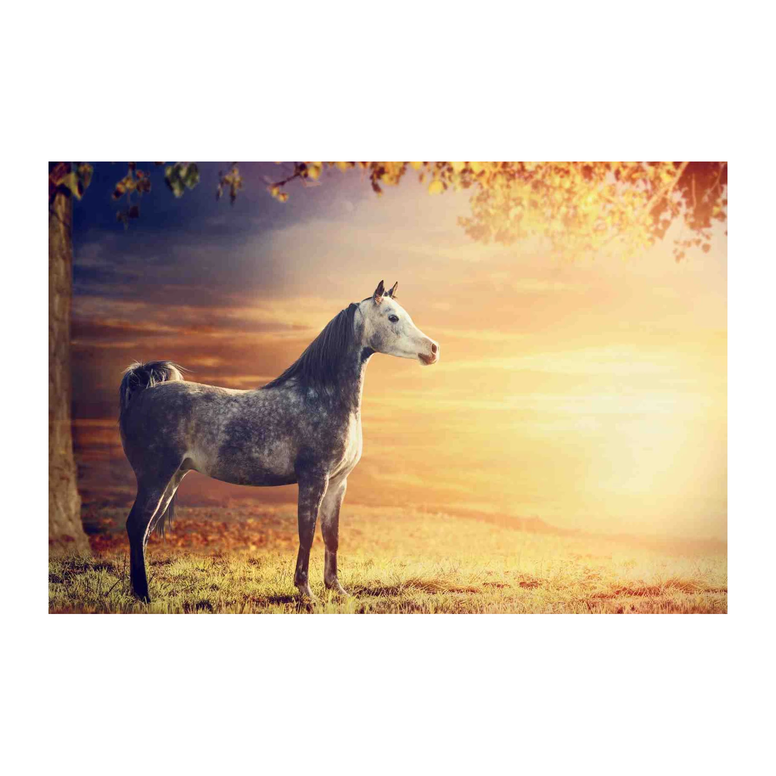 Majestic Horse Sunset Wall Art Wall Art