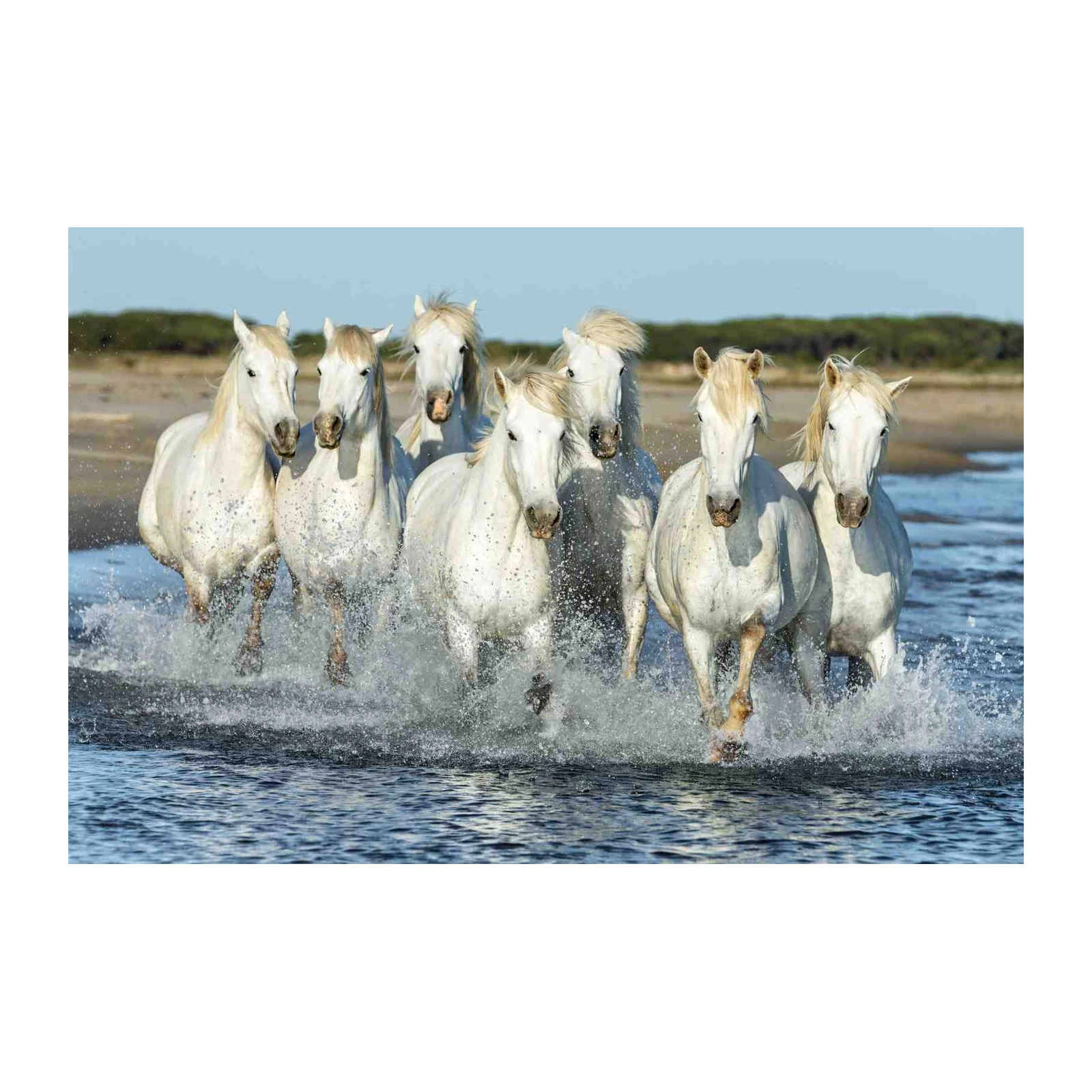Majestic White Horses Gallop in Ocean Waves Wall Art