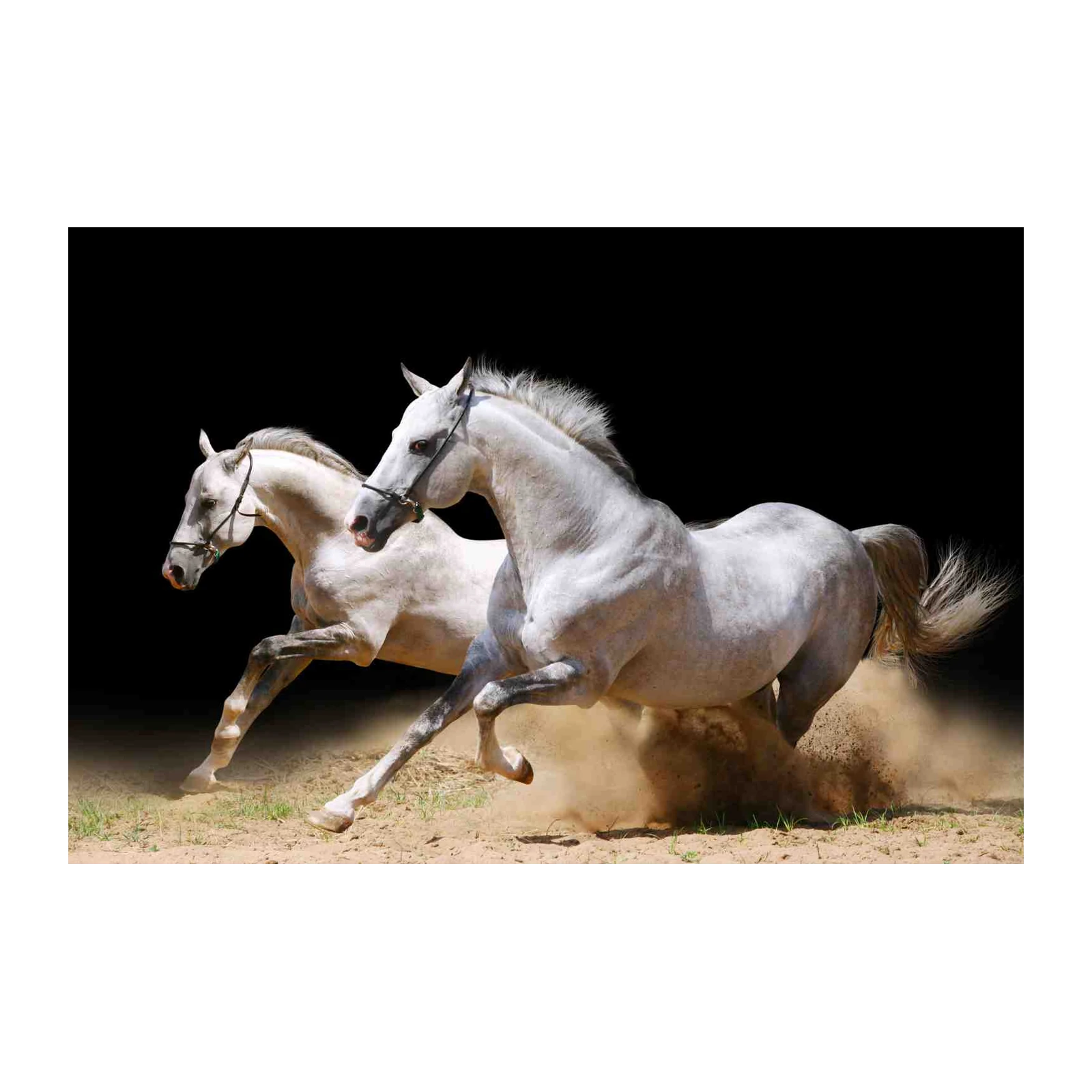 Majestic White Horses Gallop Wall Art
