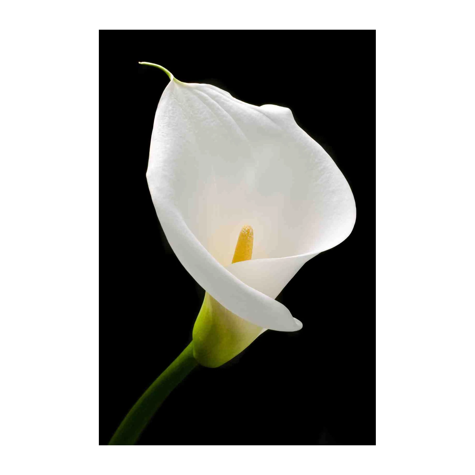 Elegant White Calla Lily Bloom Wall Art
