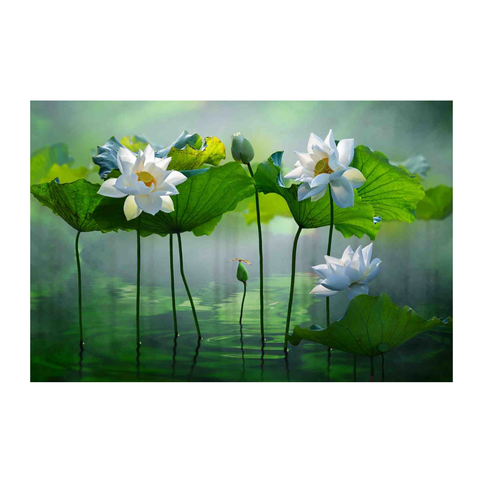 Serene White Lotus Zen Garden Wall Art