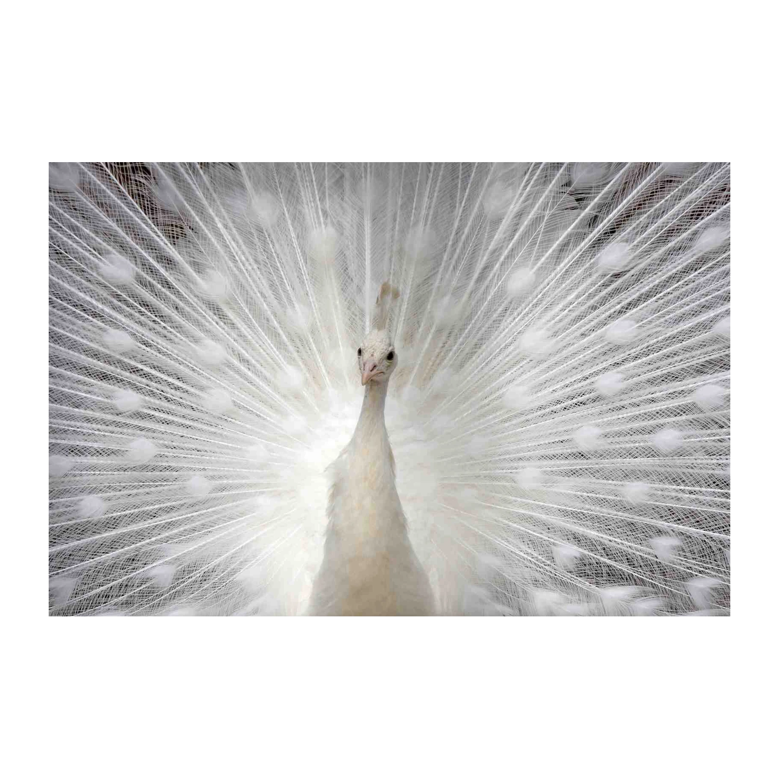 Elegant White Peacock Display Wall Art