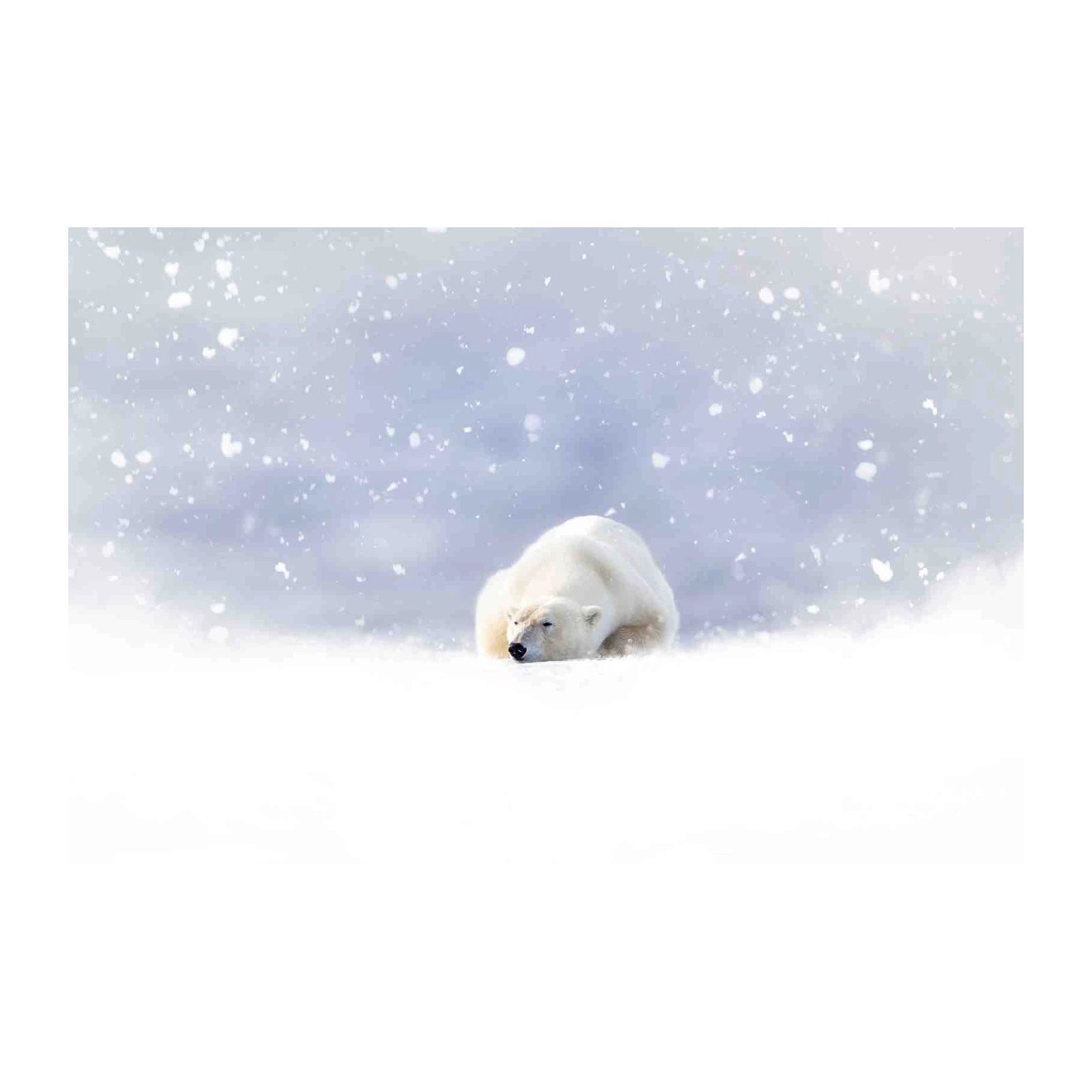 Serene Polar Bear Snowscape Wall Art