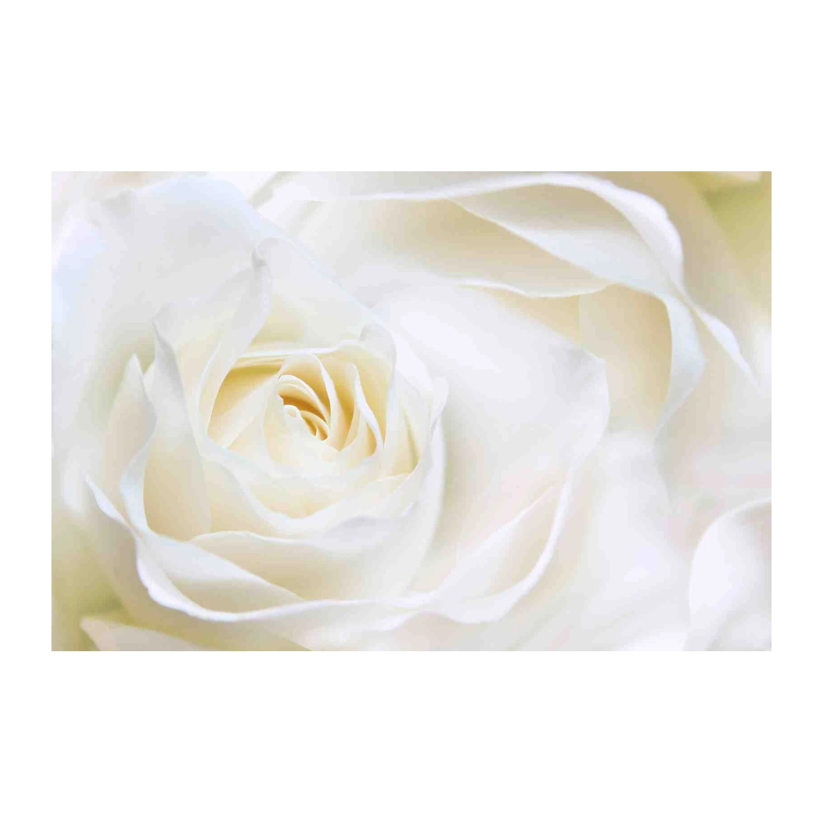 Elegant White Rose Macro Wall Art