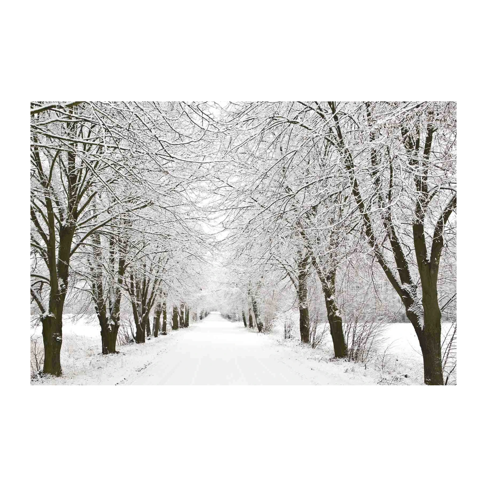 Serene Snow-Dusted Tree Tunnel Wall Art