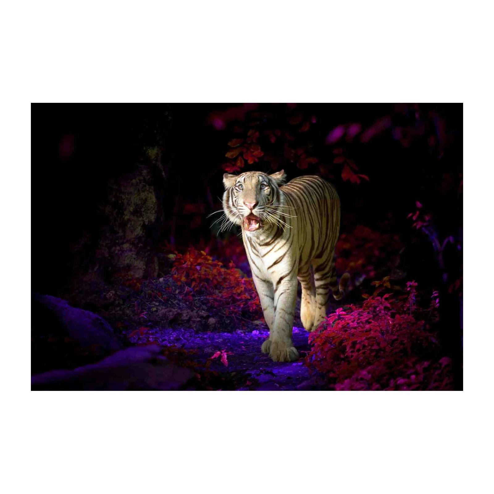 Majestic White Tiger Forest Wall Art