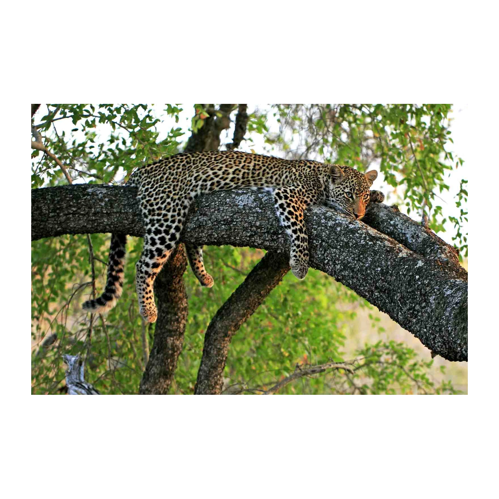 Resting Leopard Safari Wall Art Wall Art