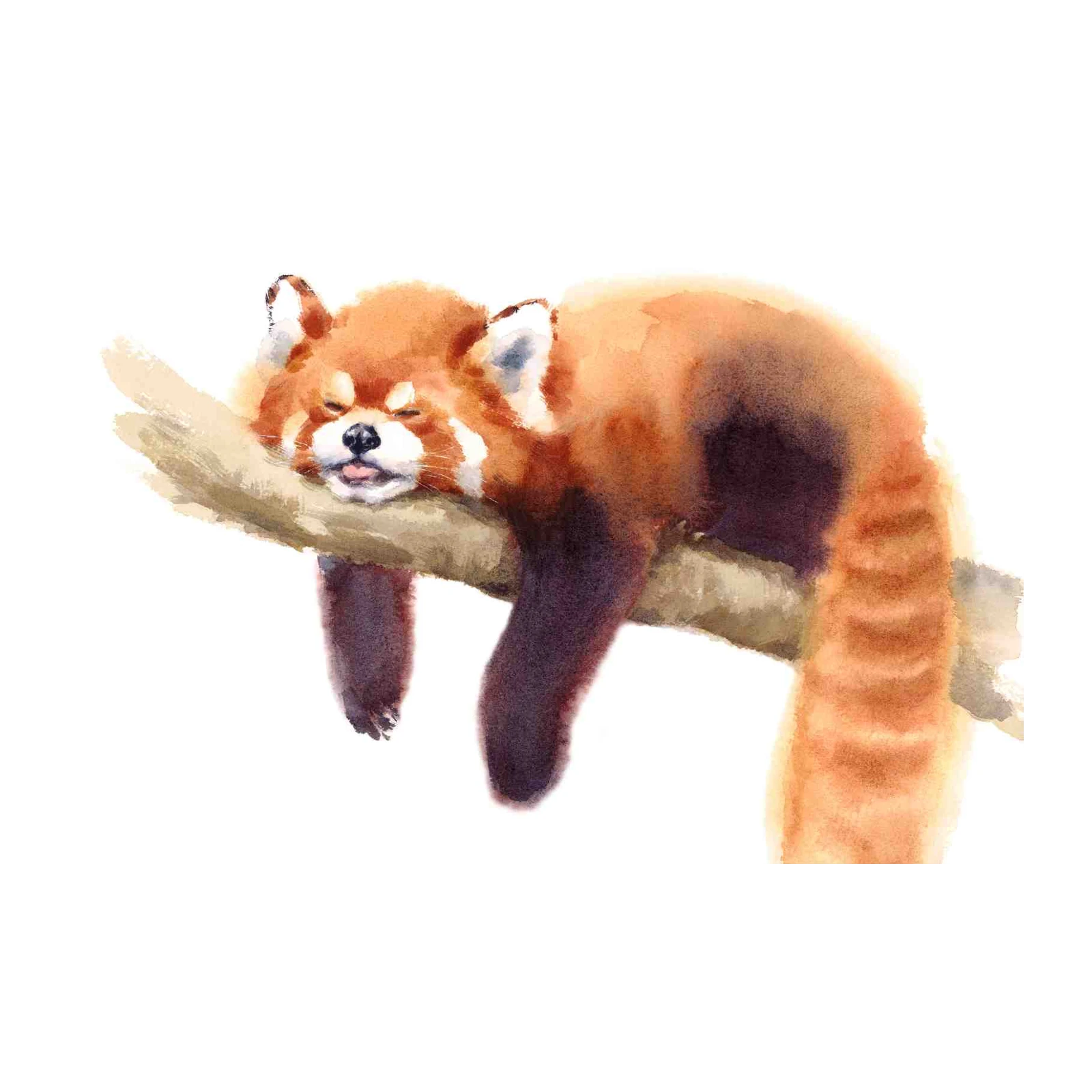Adorable Sleeping Red Panda Watercolor Wall Art