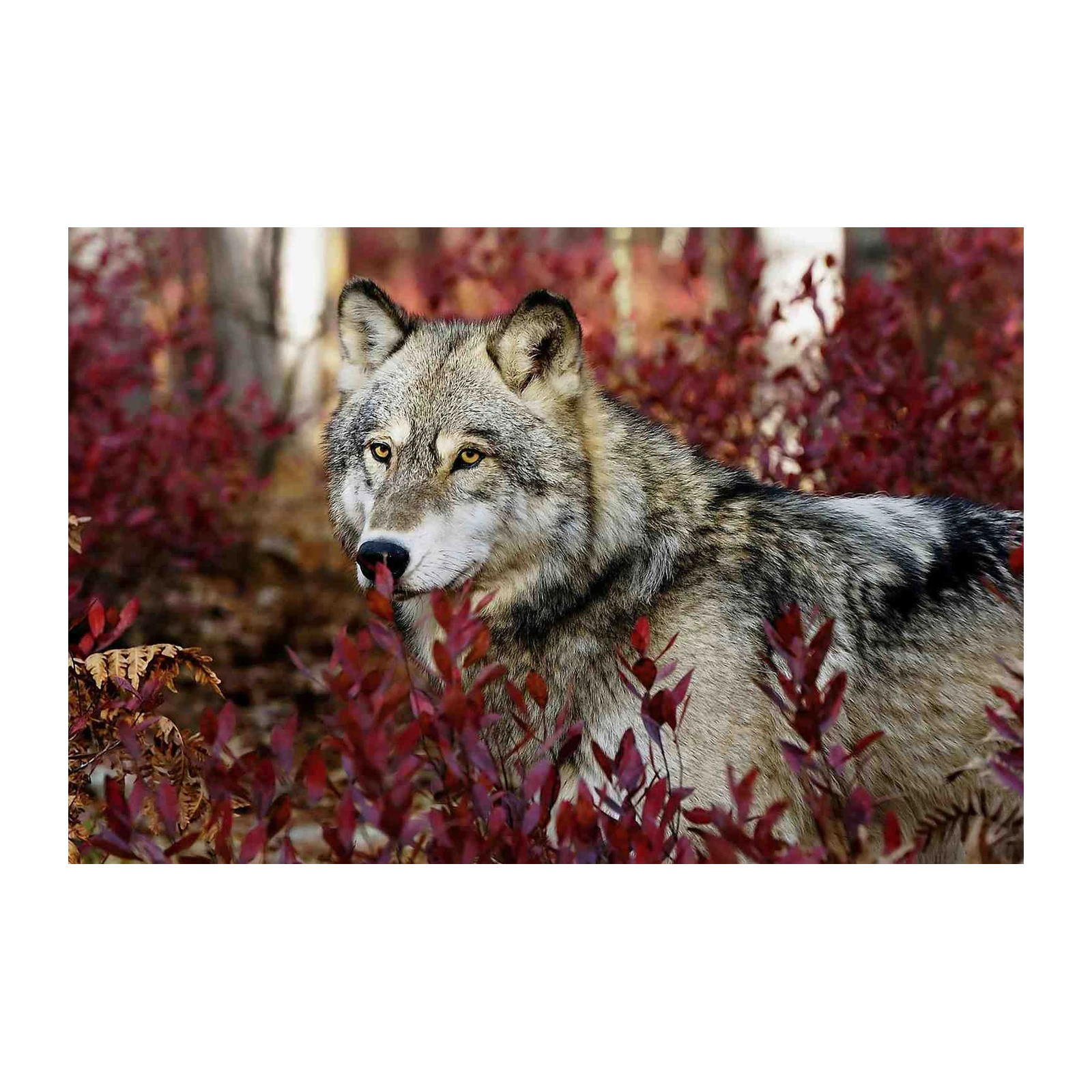 Majestic Wolf Autumn Forest Wall Art