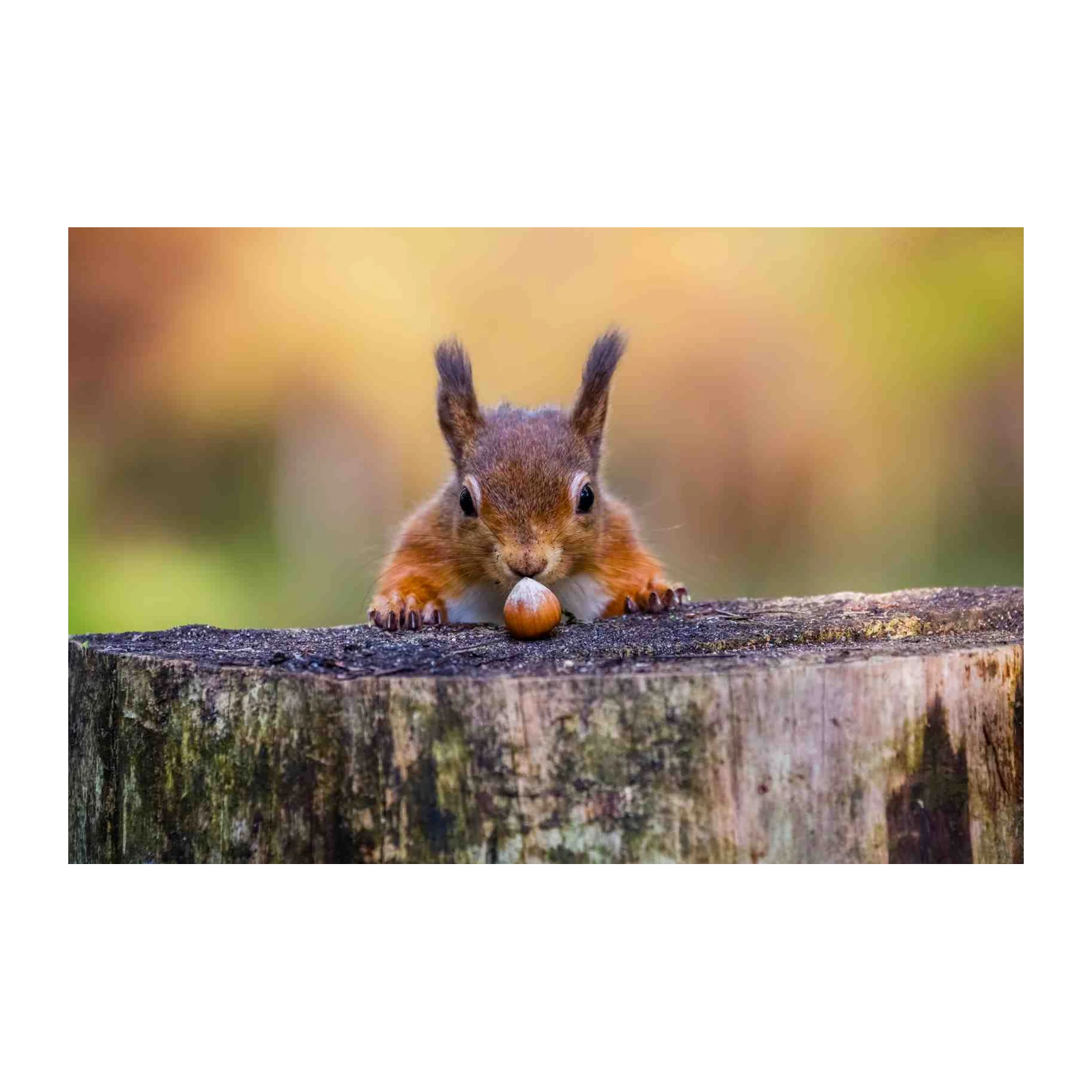 Adorable Squirrel with Nut Wall Art