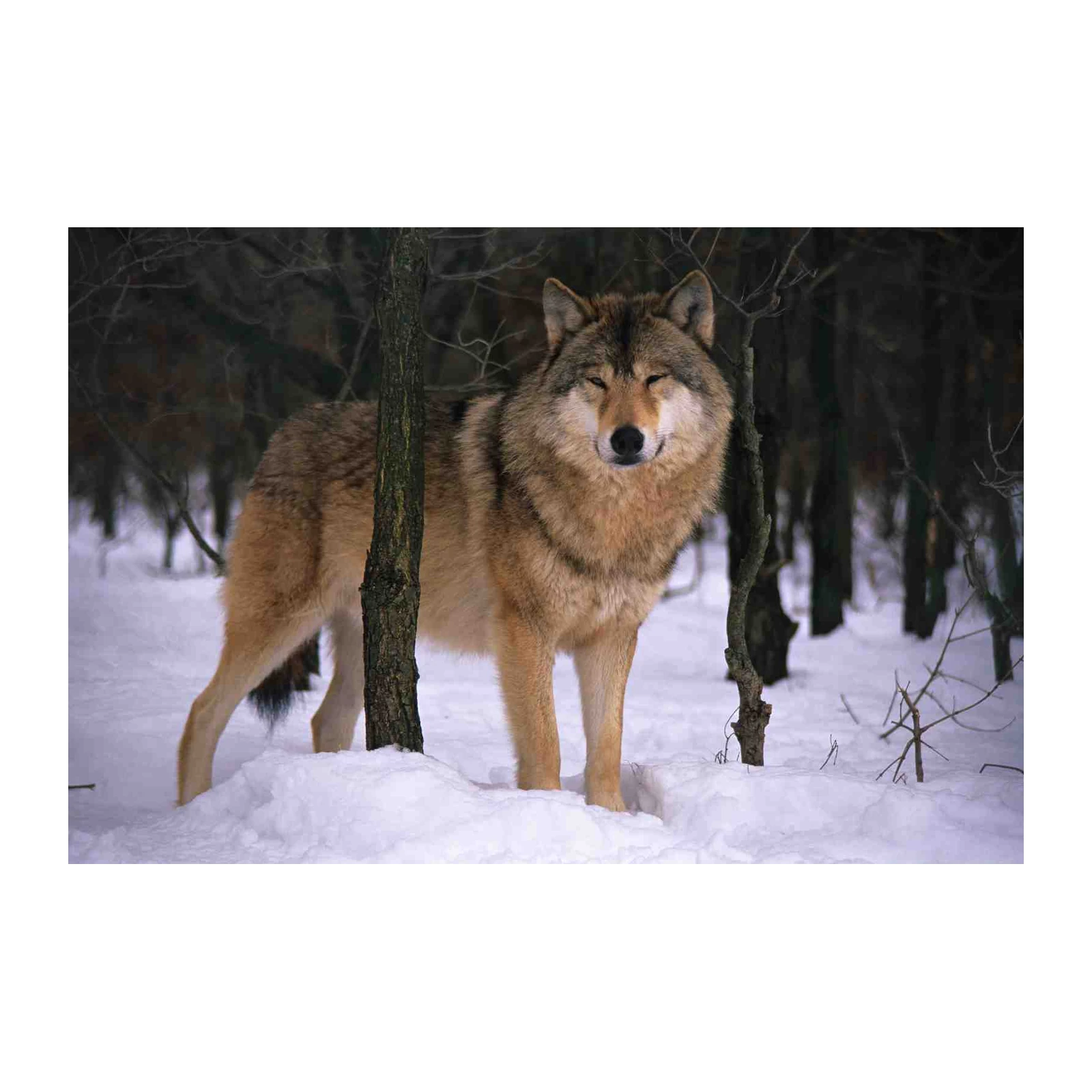 Majestic Wolf in Winter Forest Wall Art