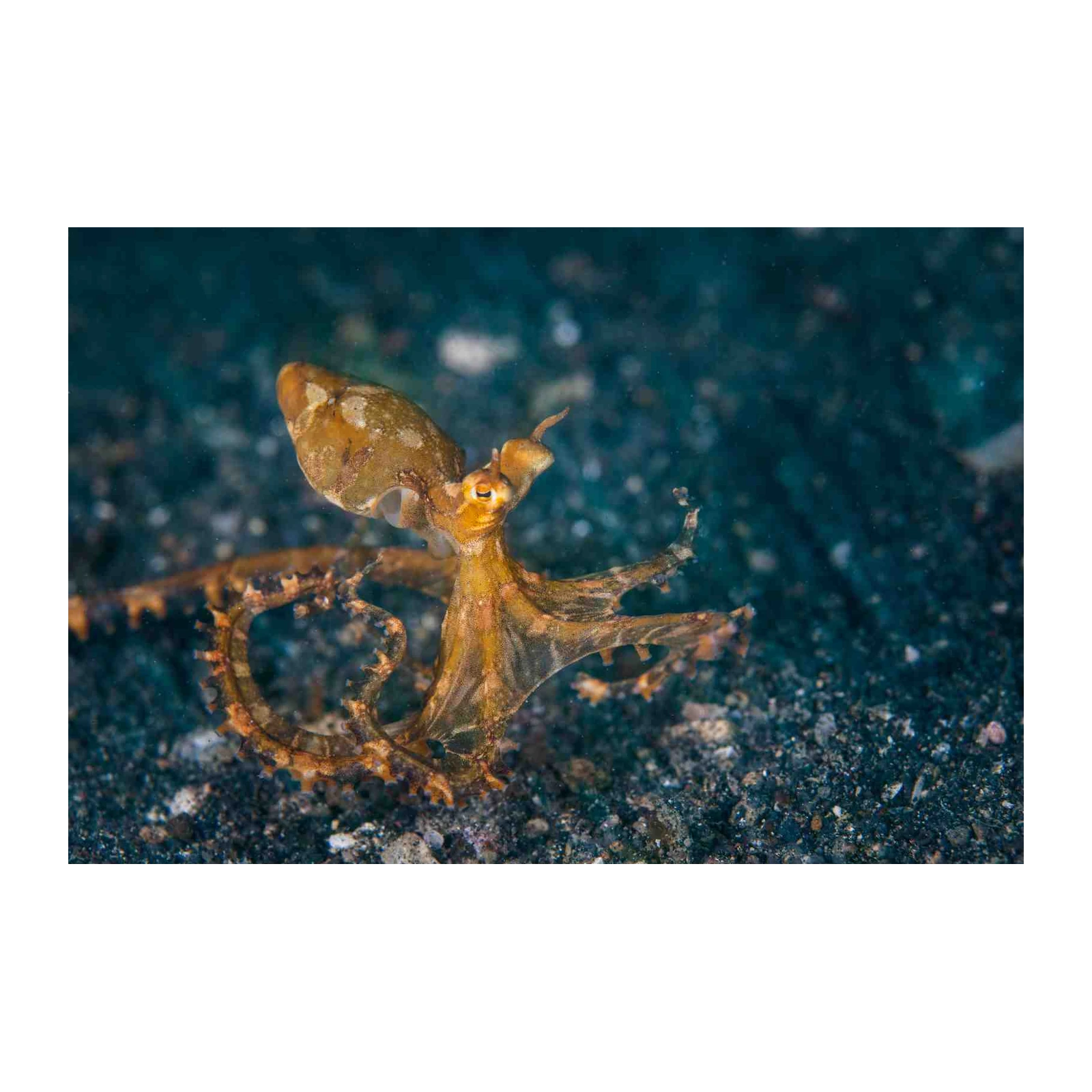 Curious Octopus Underwater Scene Wall Art