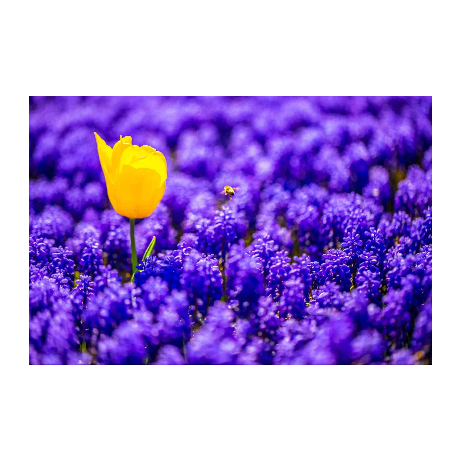 Vibrant Yellow Tulip & Bee Purple Field Wall Art