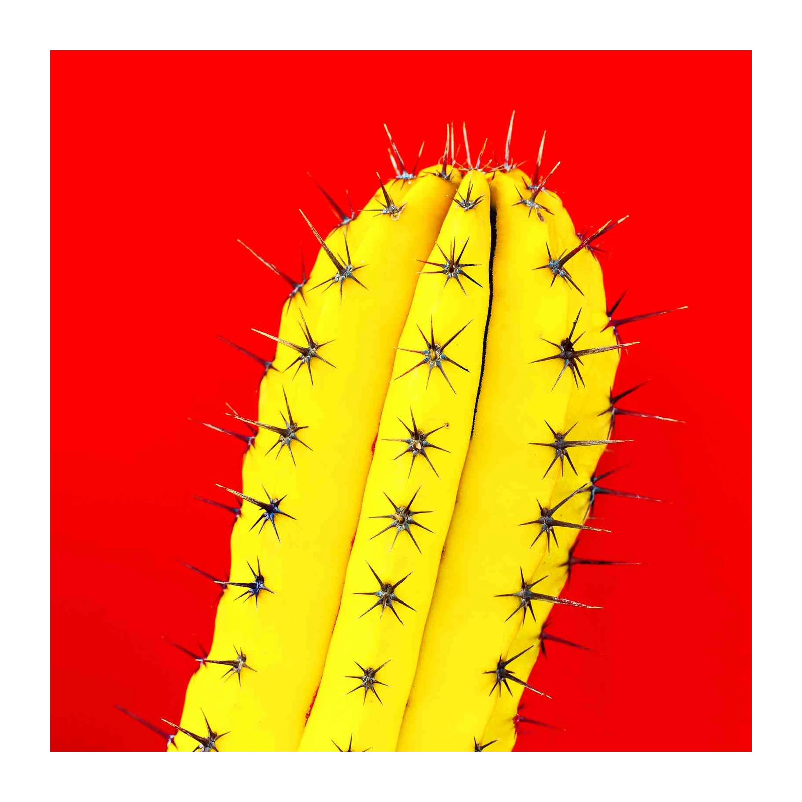 Vibrant Yellow Cactus Desert Pop Art Wall Art