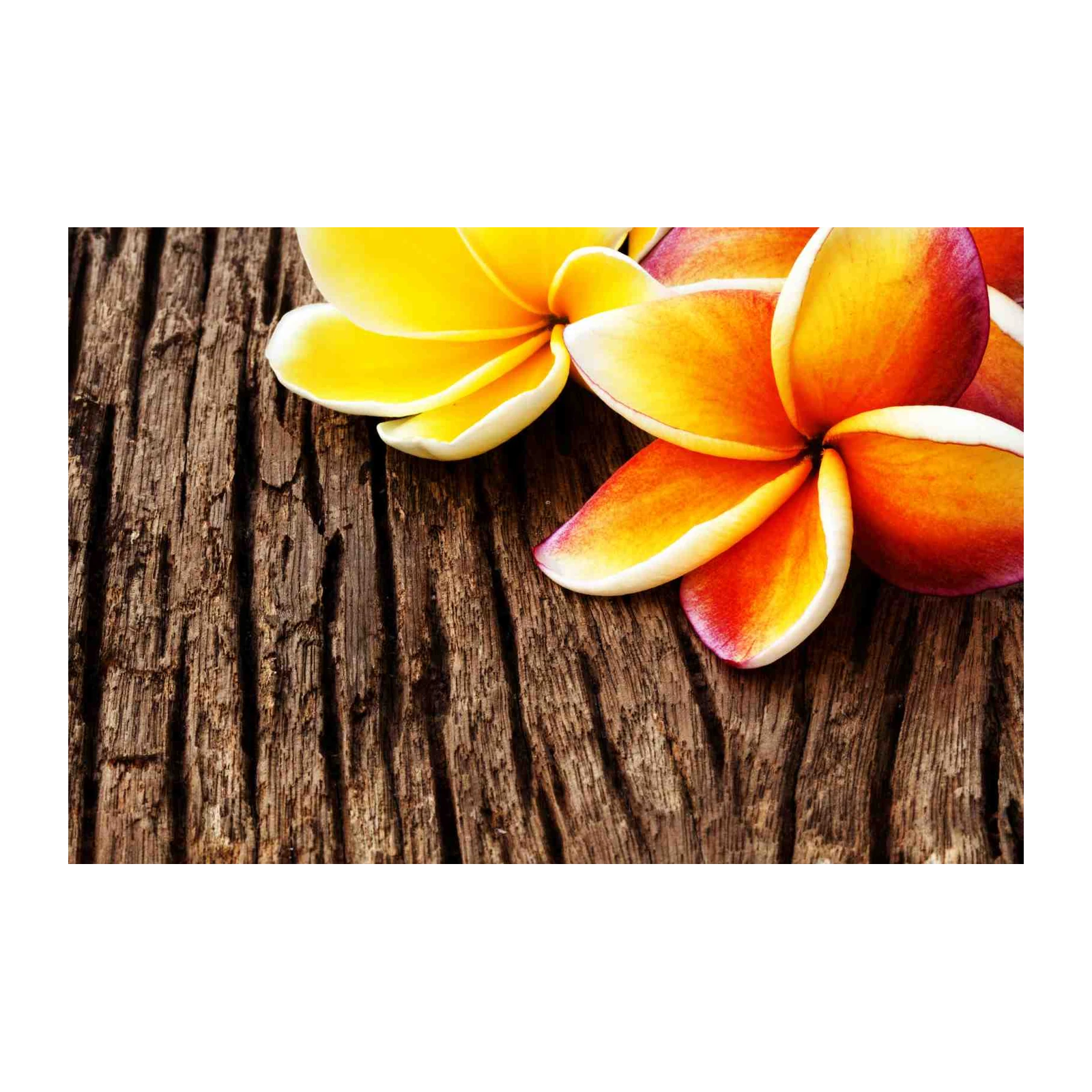 Tropical Plumeria Bloom Wall Art