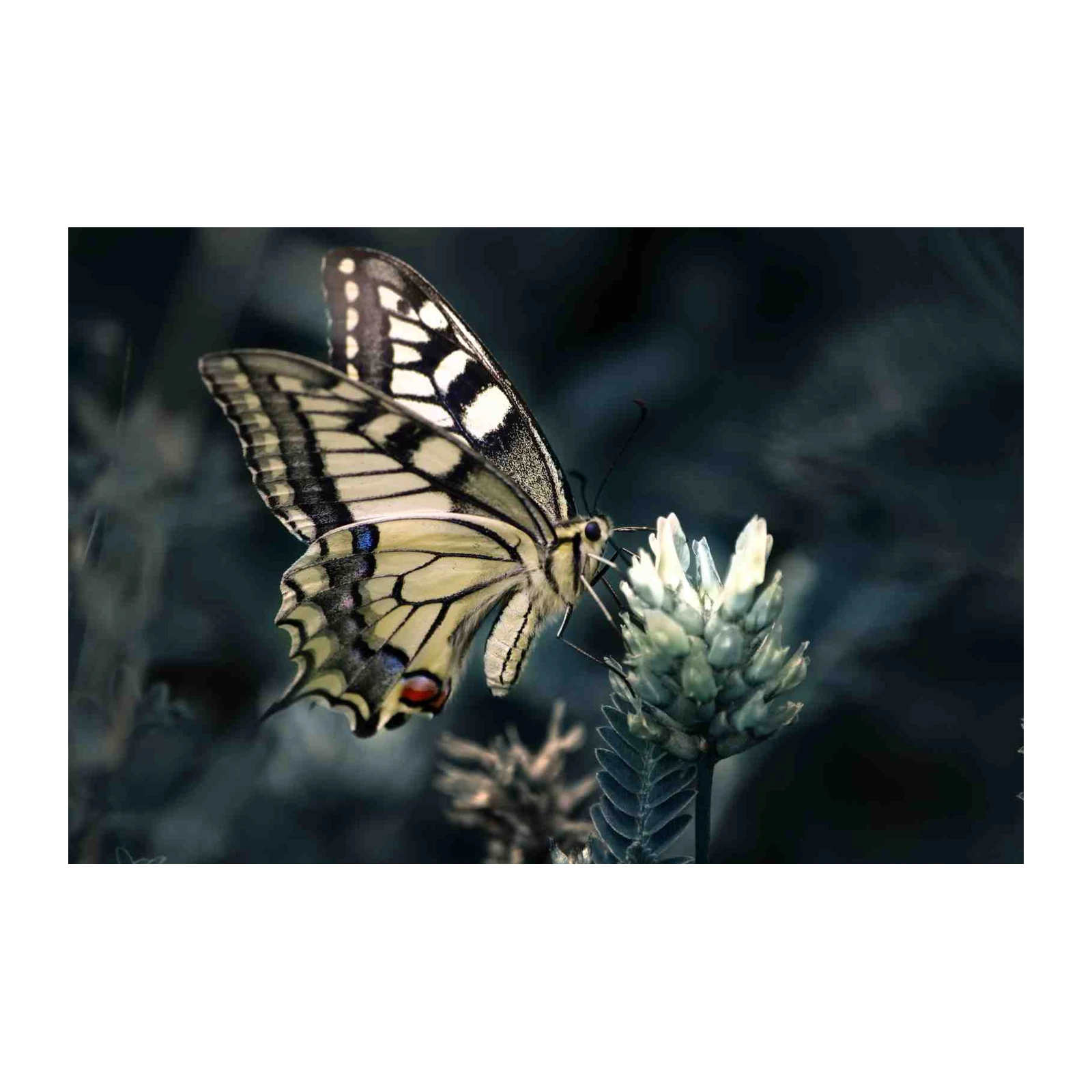 Majestic Butterfly Nature Wall Art